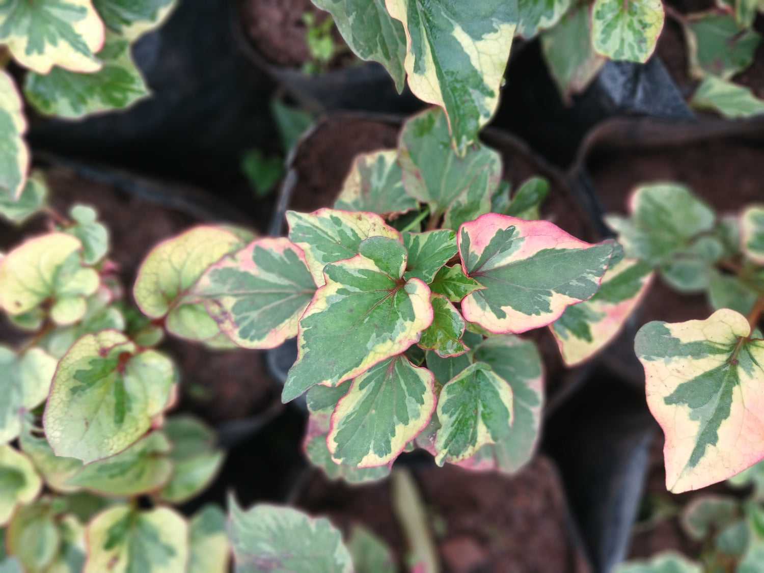 groundcovers