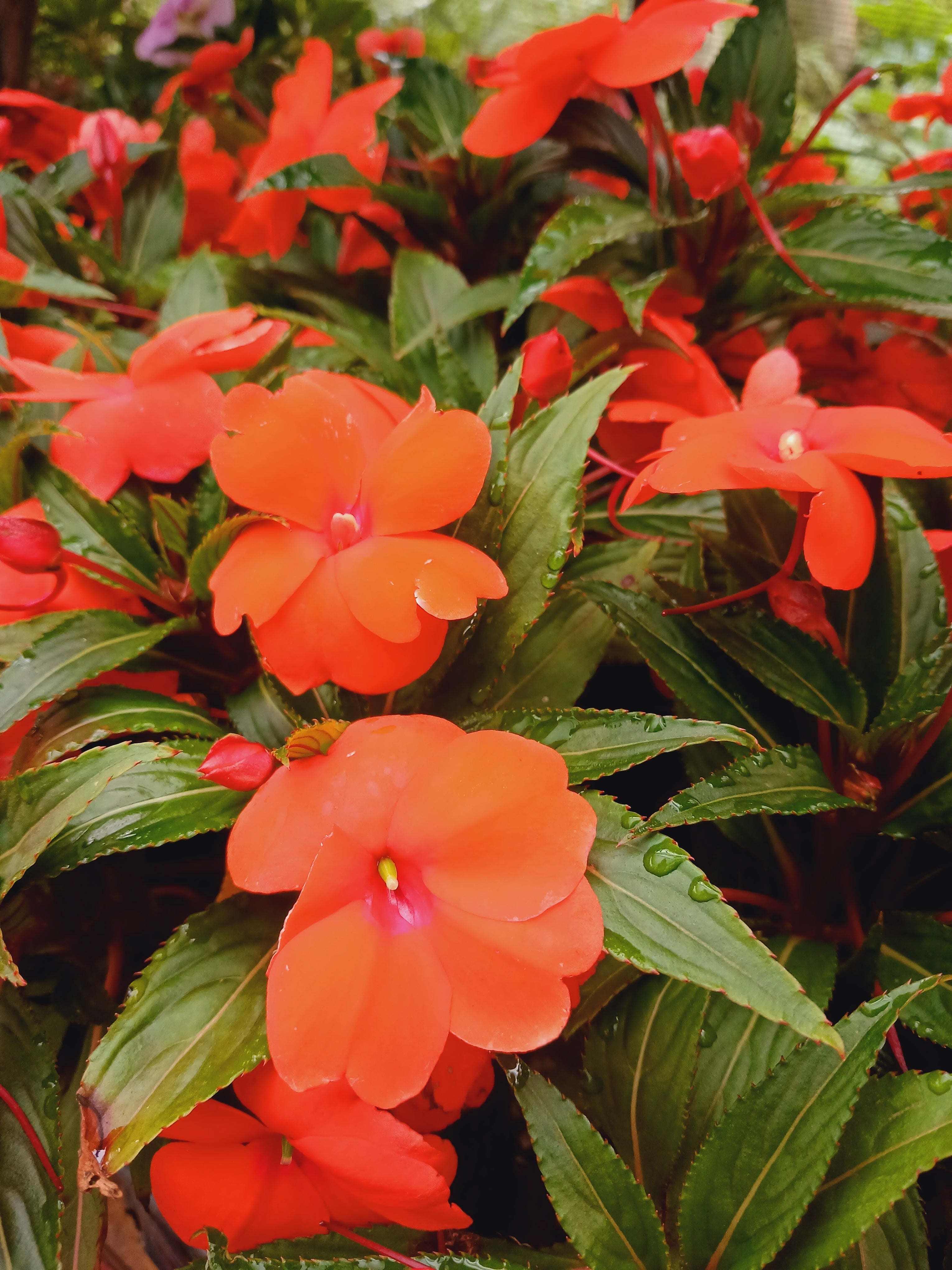 Impatiens New Guinea 15cm pots