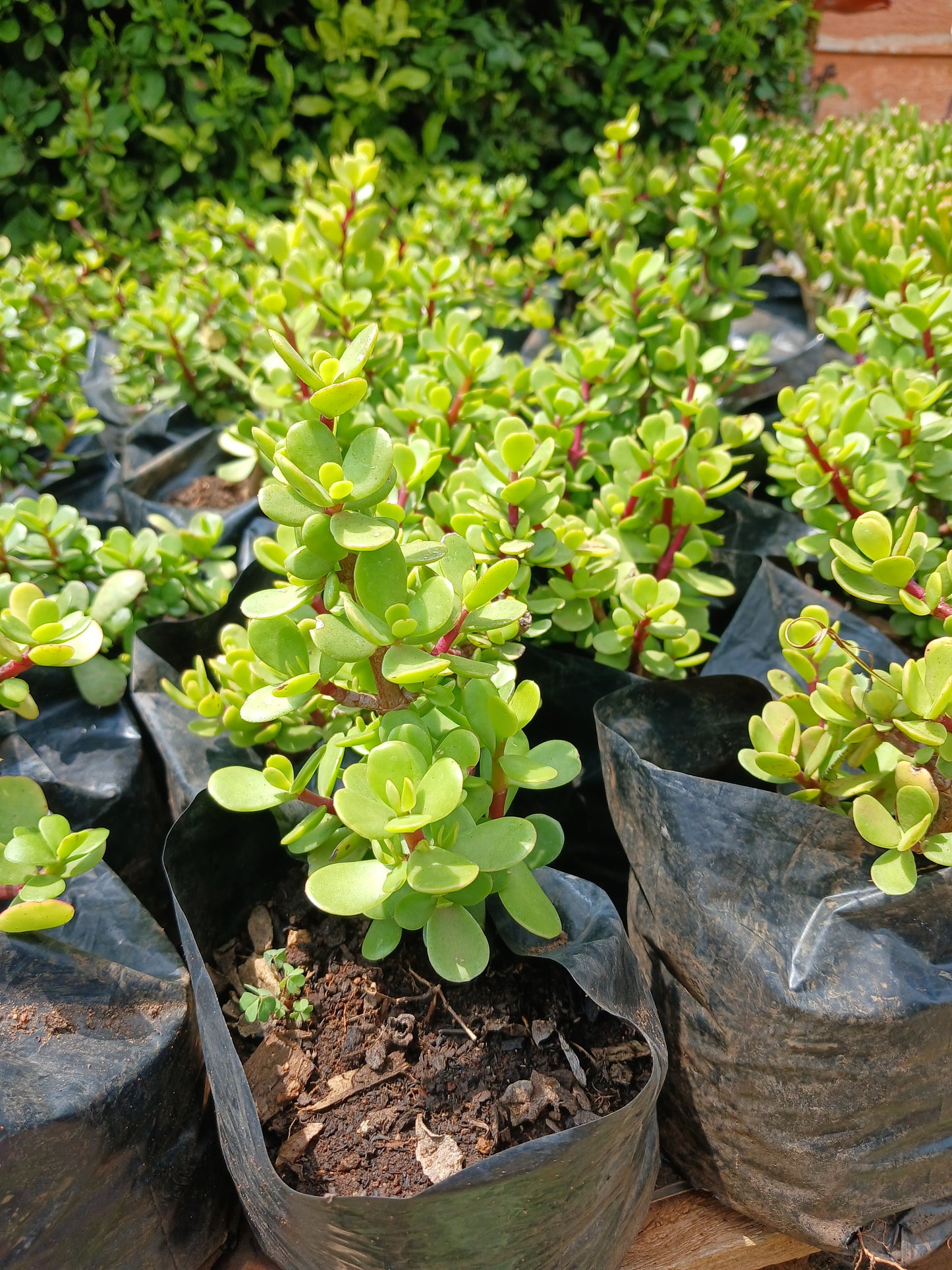 Portulacaria Afra - Spekboom 4L