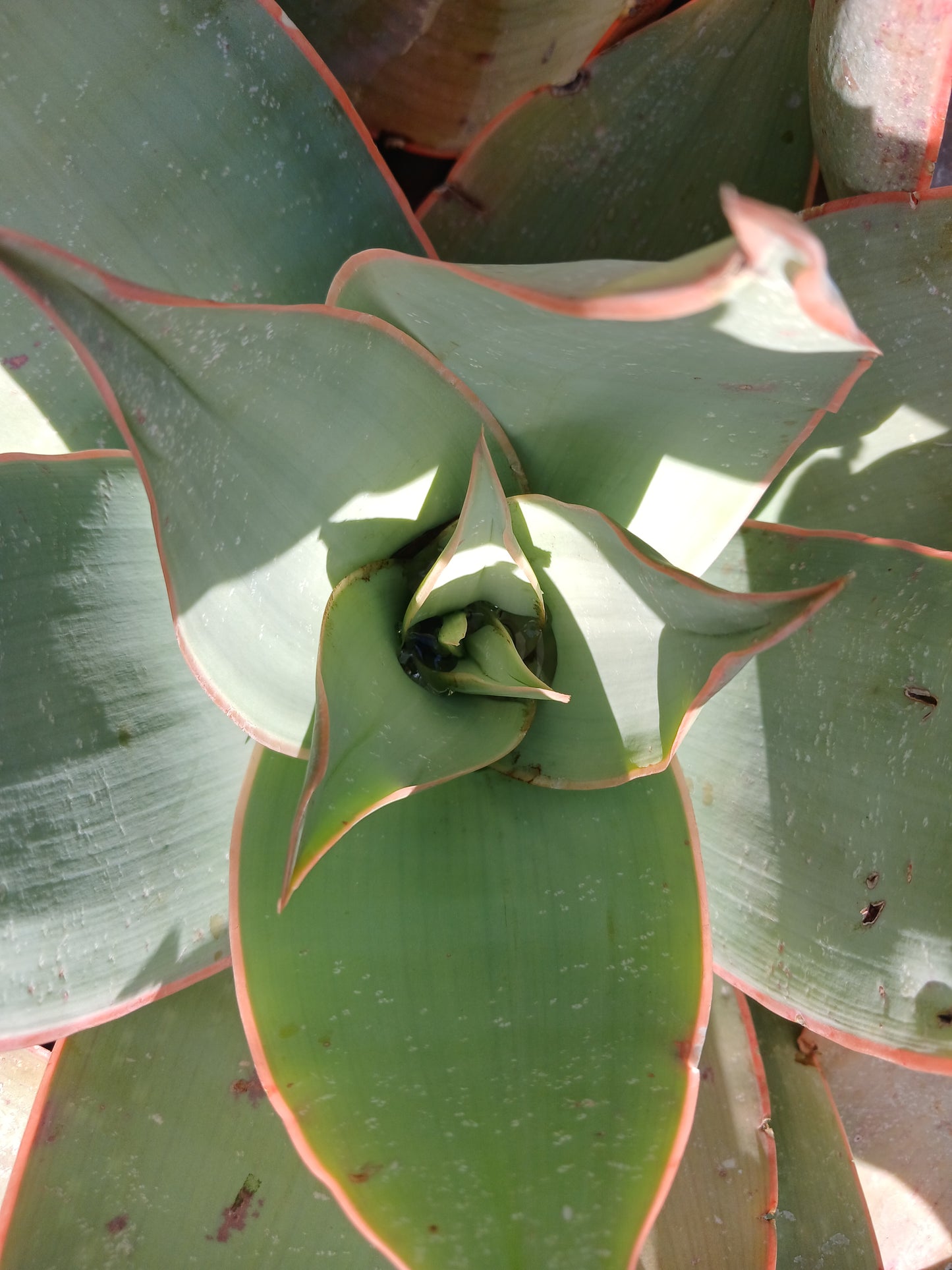 Aloe Striata 10L