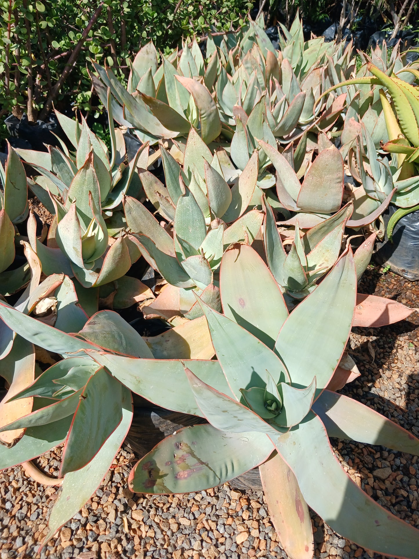 Aloe Striata 10L