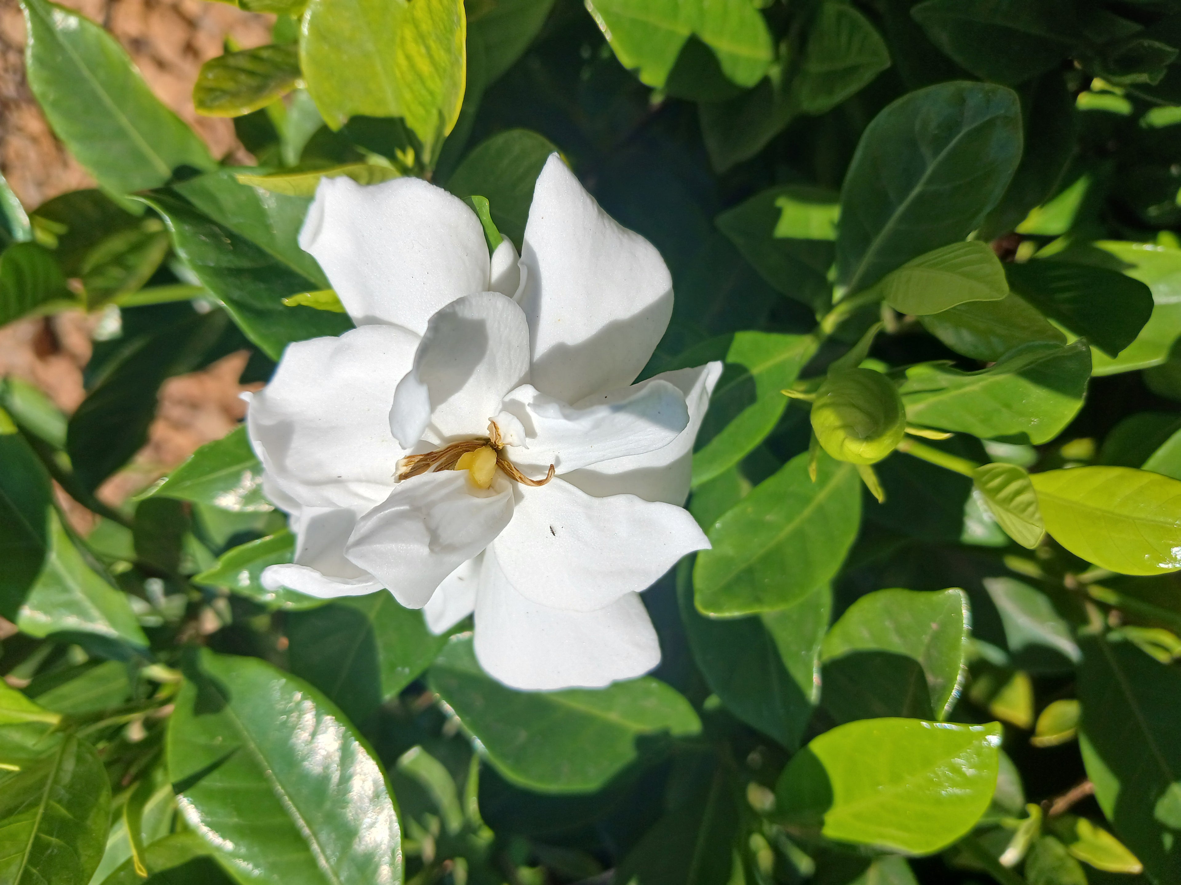 Gardenia Belmont 10L