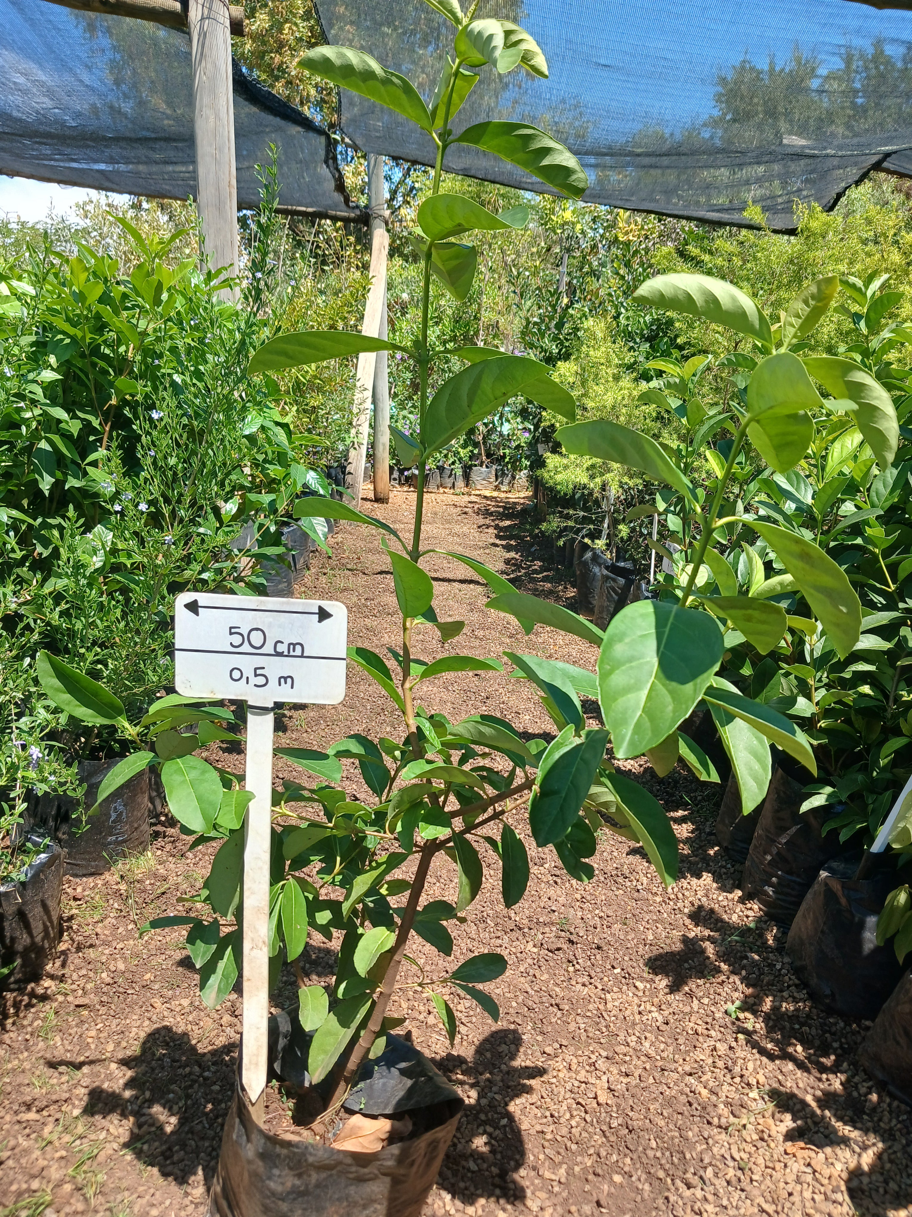 Viburnum Odoratissimum Sinensis 10L