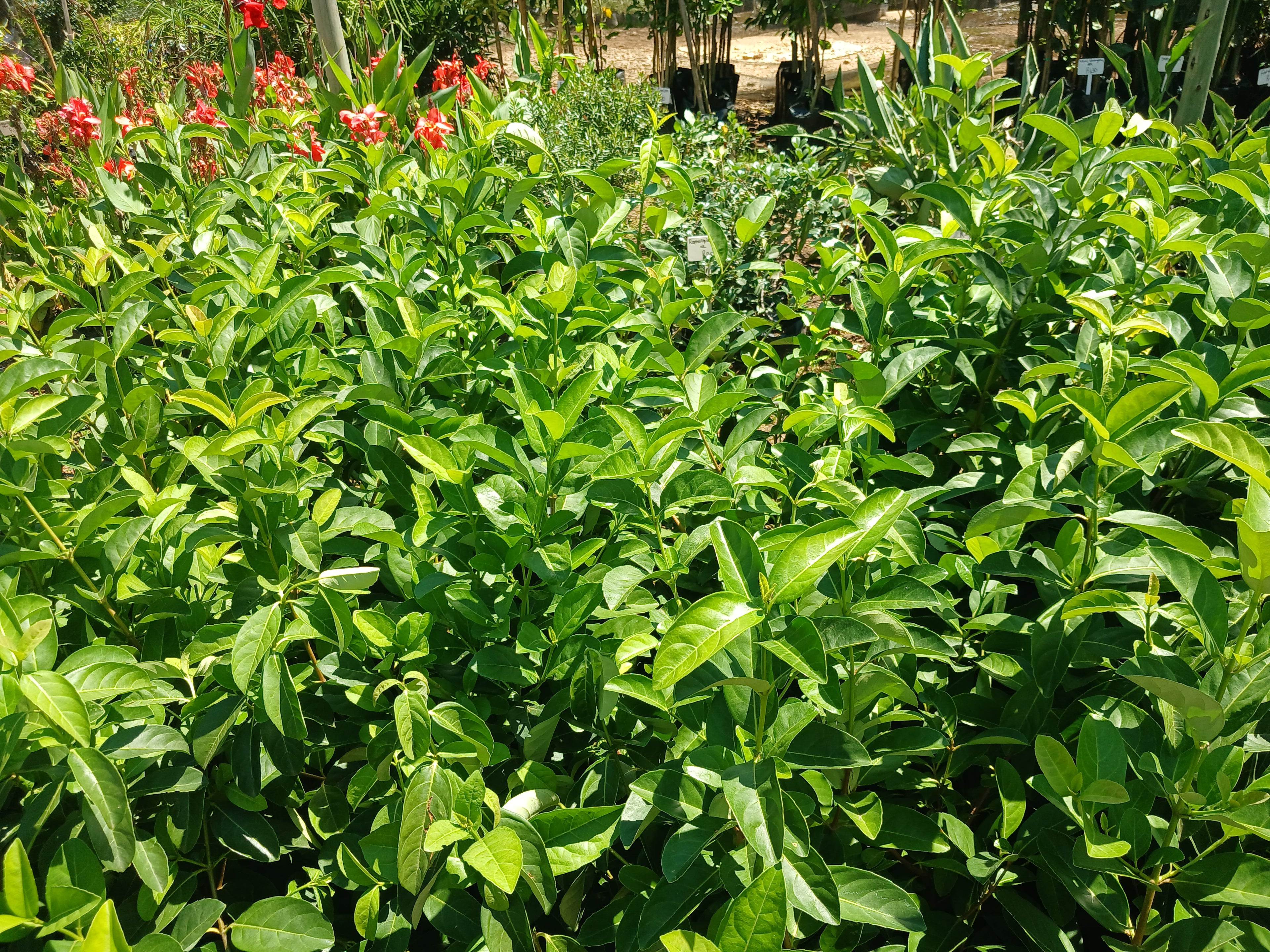 Viburnum Odoratissimum Sinensis 10L
