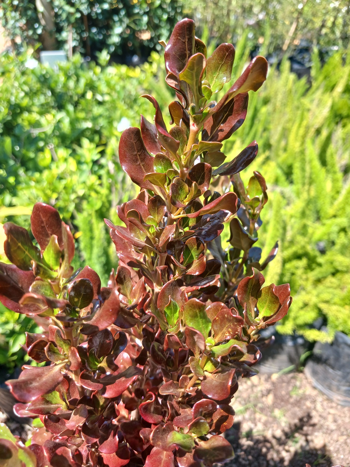 Coprosma Karo Red - Mirror Plant 10L