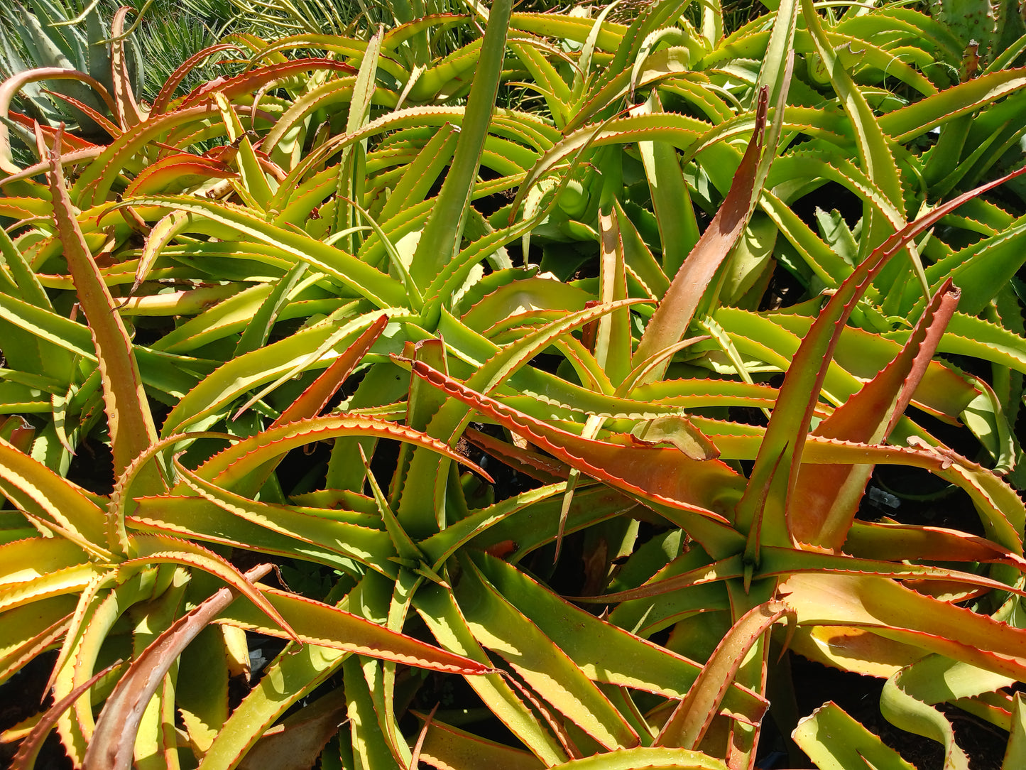 Aloe Vanbalini 10L