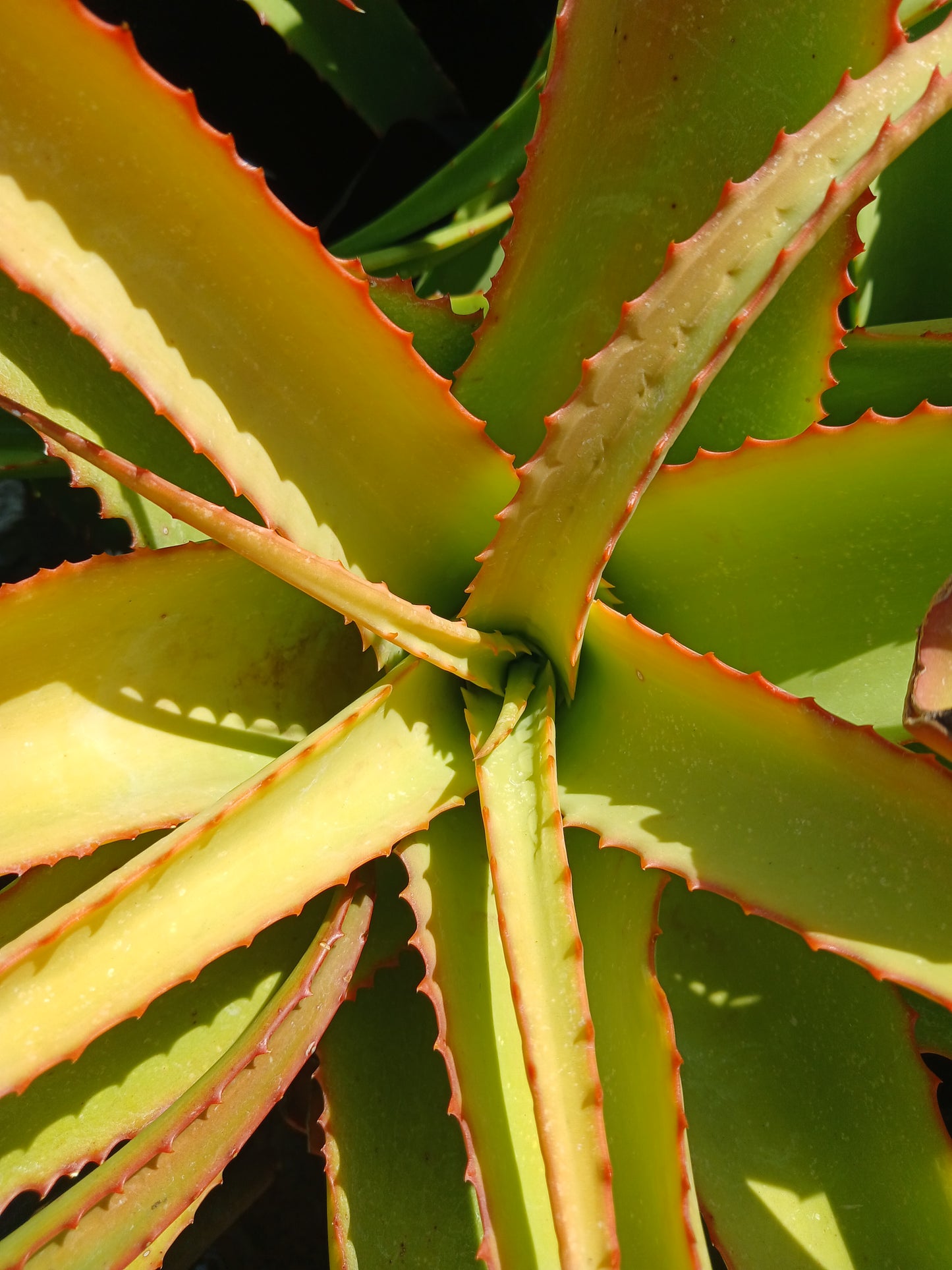 Aloe Vanbalini 10L