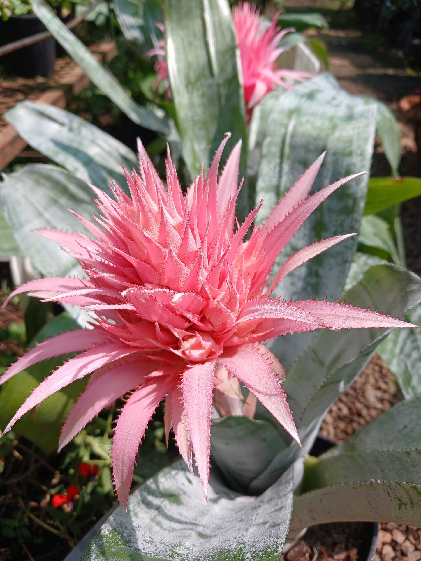 Aechmea