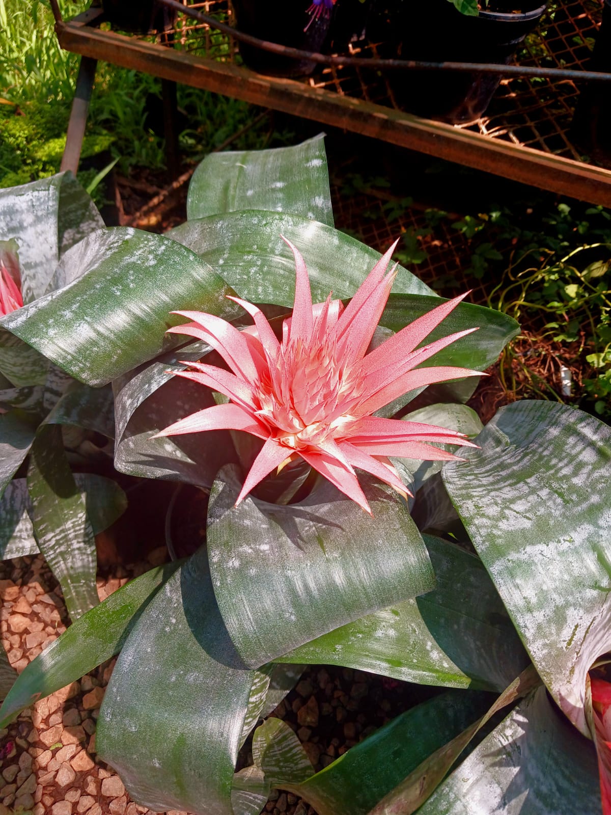Aechmea