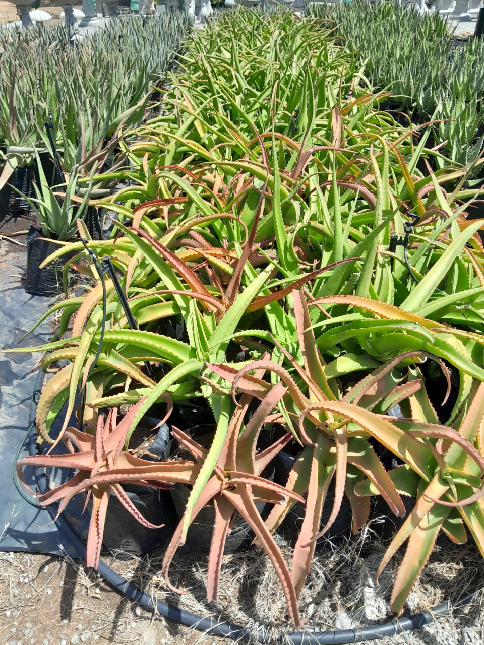Aloe Vanbalini 10L