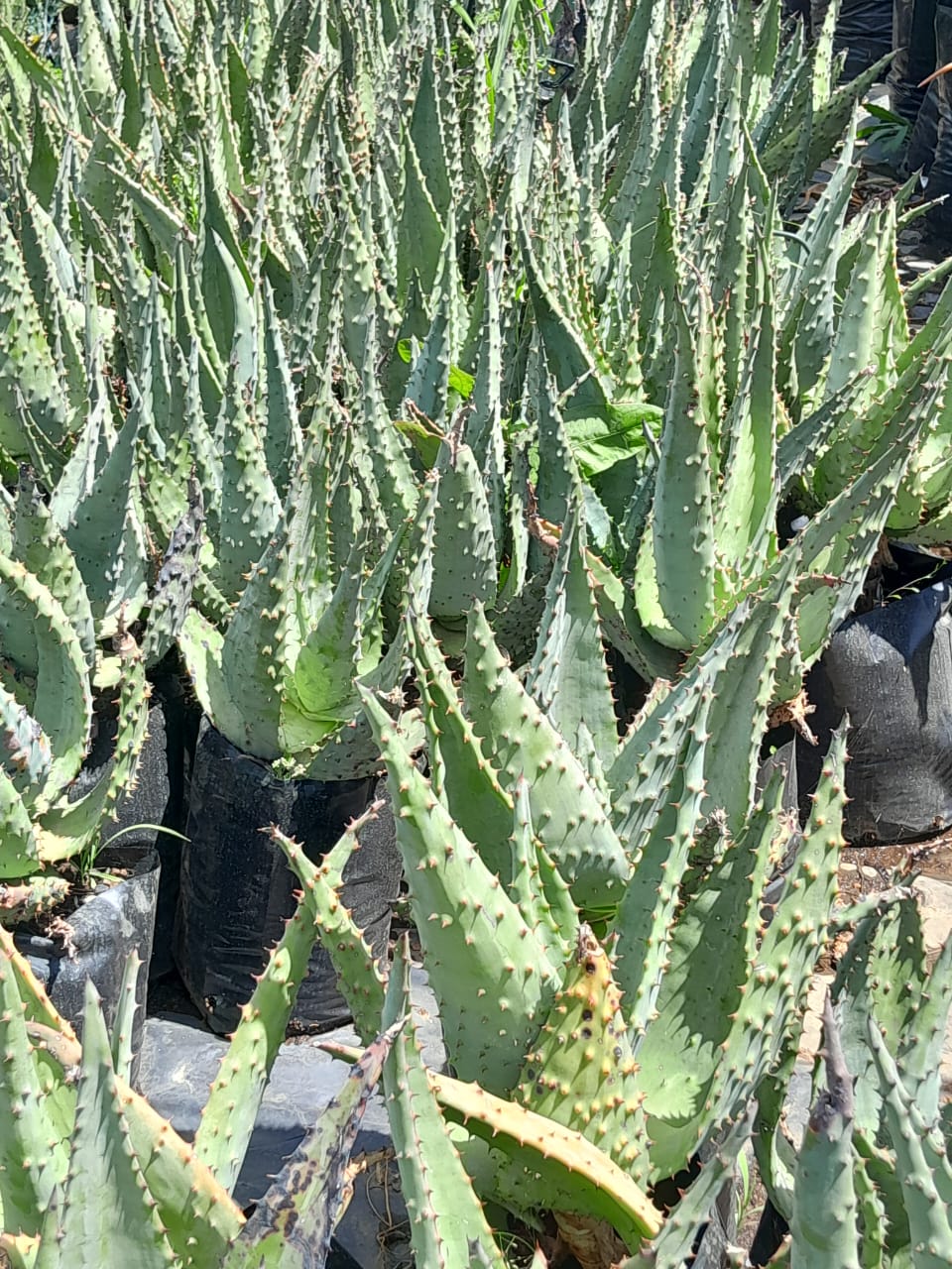 Aloe Marlothii 10L