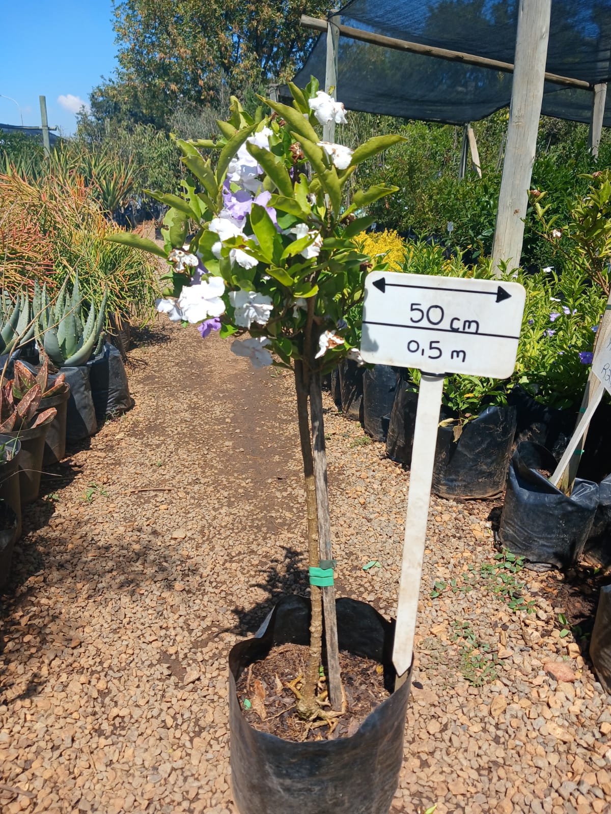 yesterday today tomorrow plant in pots Brunfelsia Grandiflora