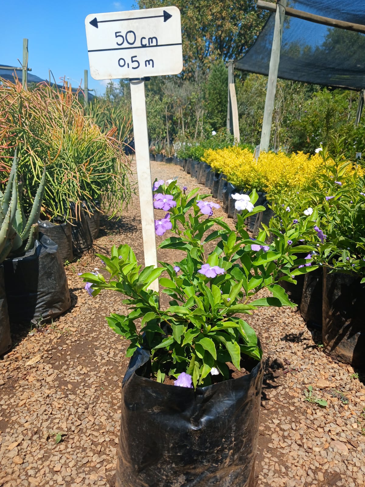 yesterday today tomorrow plant in pots Brunfelsia Grandiflora