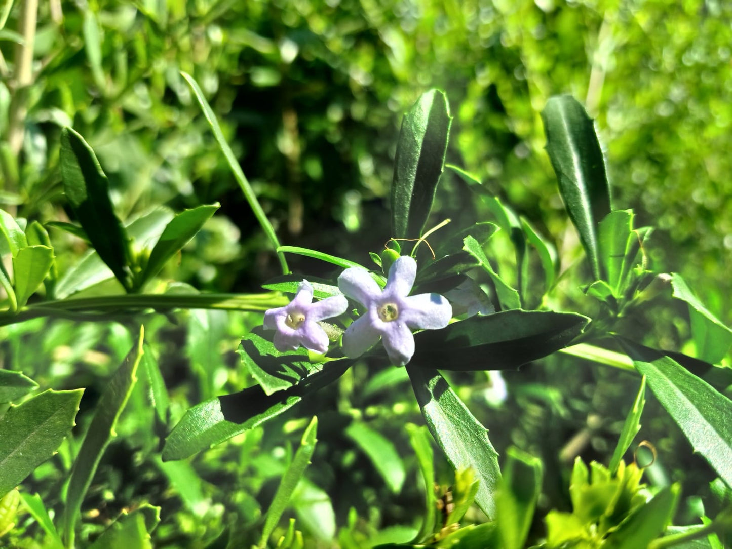 Freylinia Tropica Blue 10L