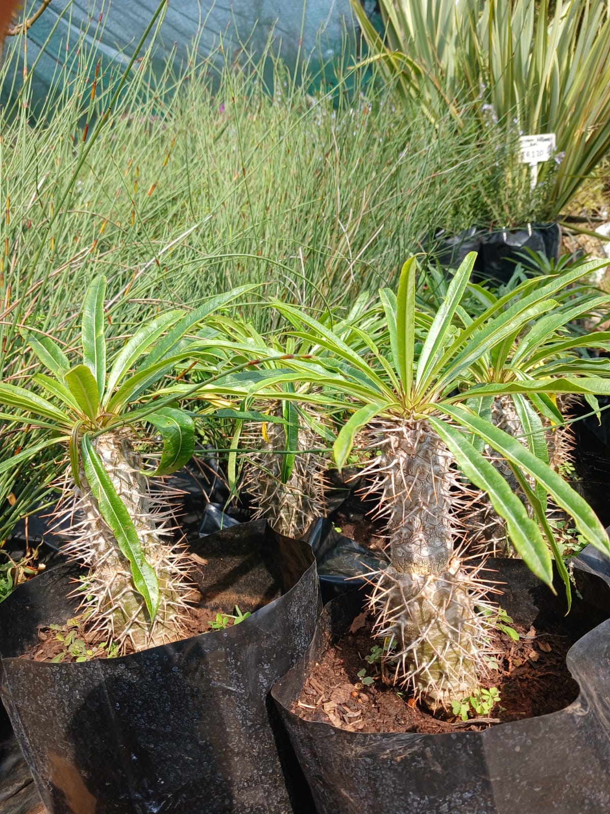 Pachypodium Lamerei - Halfmens 10L