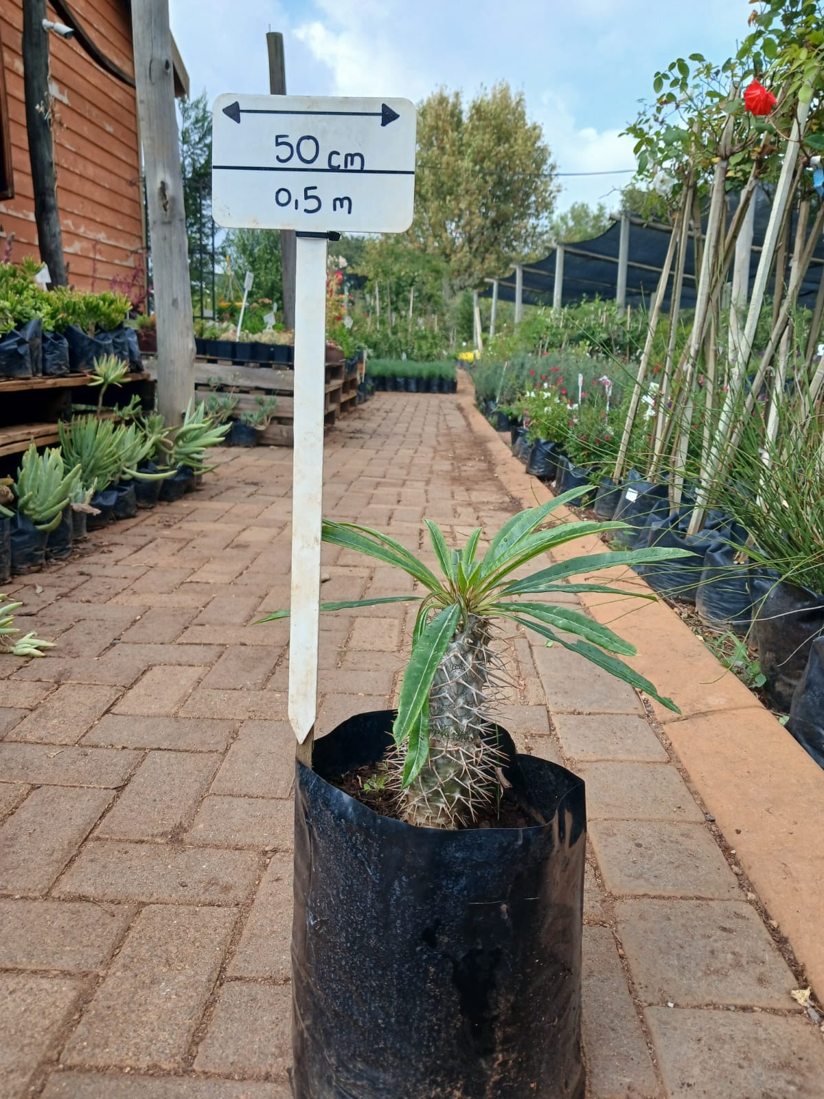 Pachypodium Lamerei - Halfmens 10L