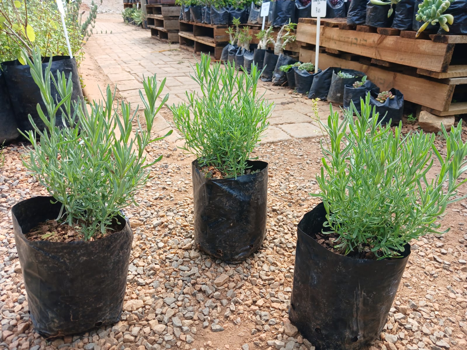 Lavender Stoecha Purple 2.5L