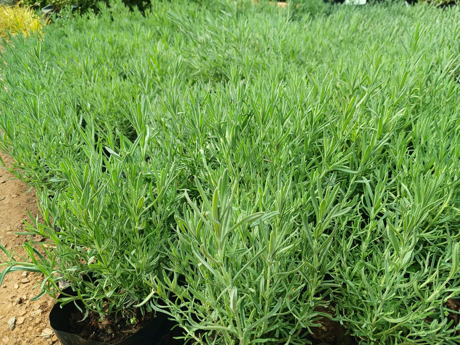 Lavender Stoecha Purple 2.5L