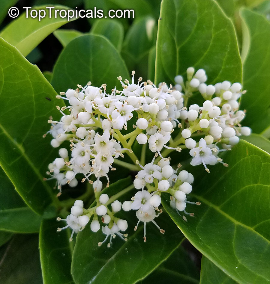 Viburnum Sinensis 100L
