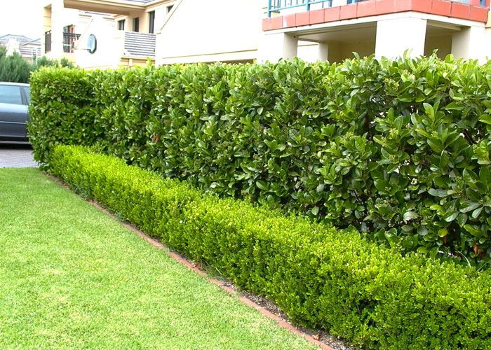 Viburnum Sinensis 100L