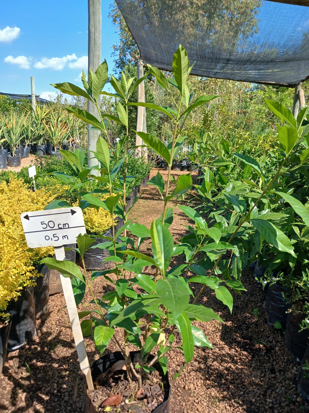 Gardenia Belmont 10L