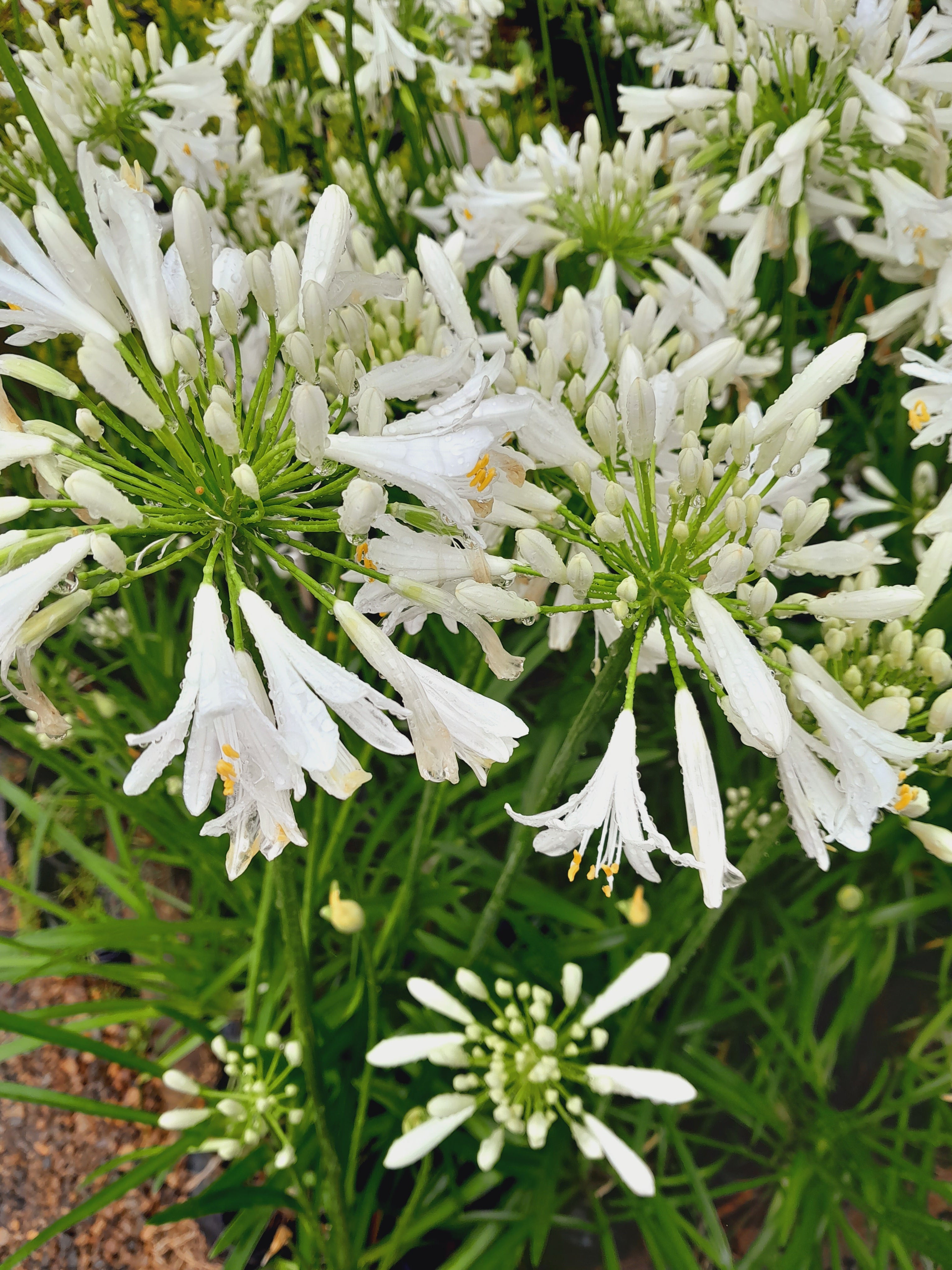 Agapanthus Praecox Nana White 4L