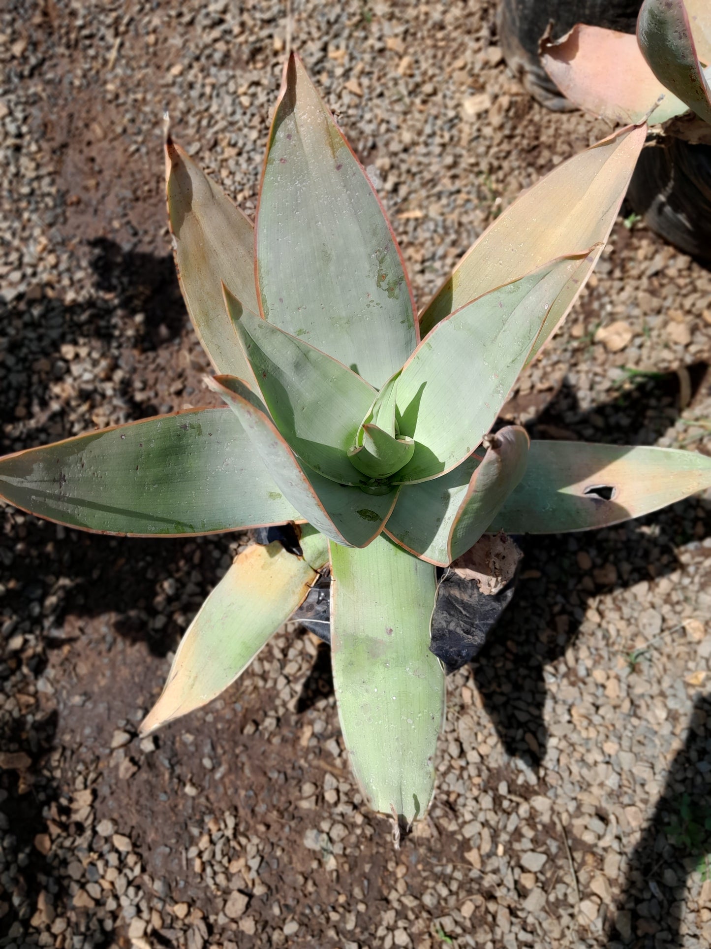 Aloe Striata 10L