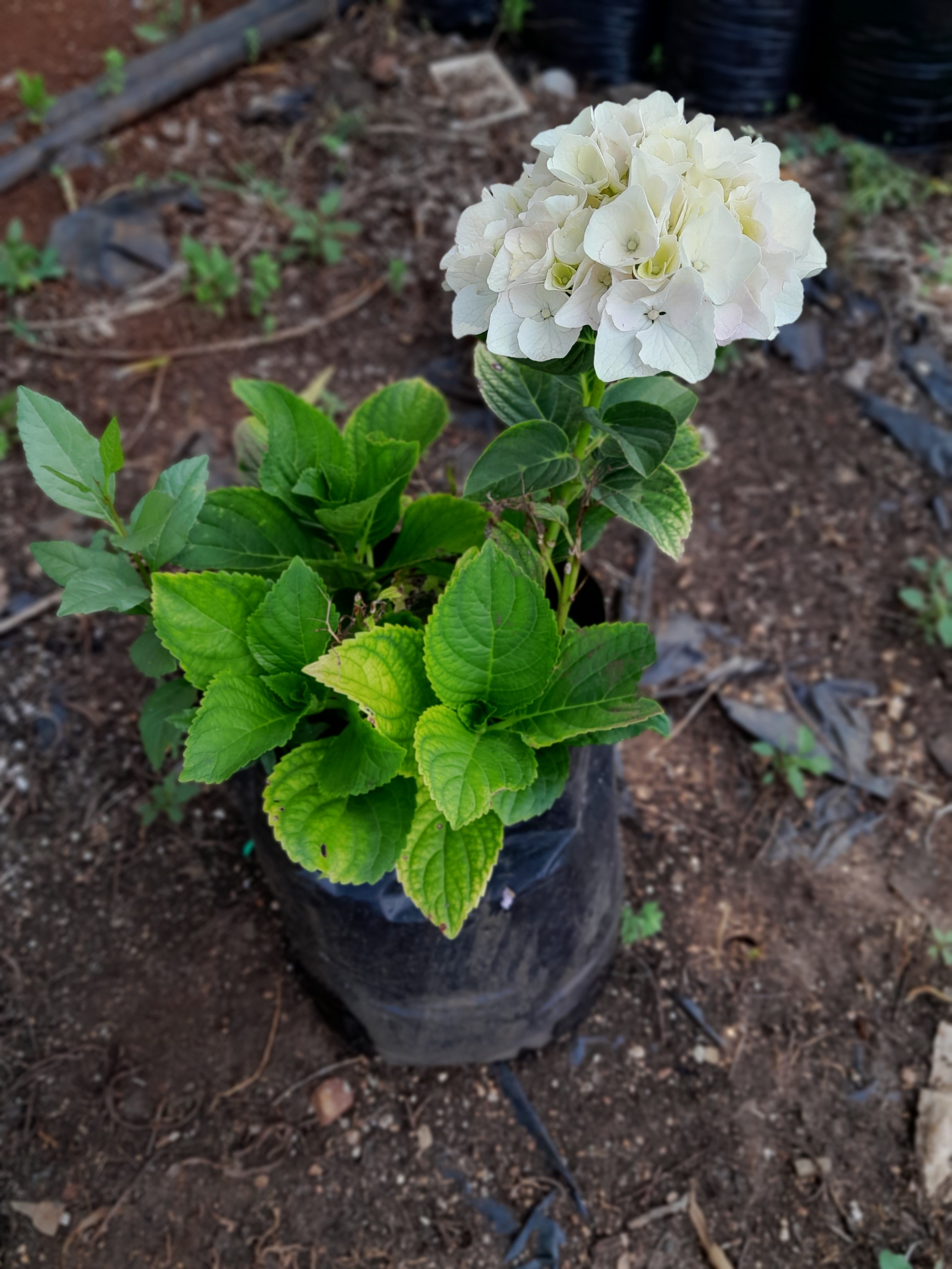 Hydrangea - 10L Various Colours