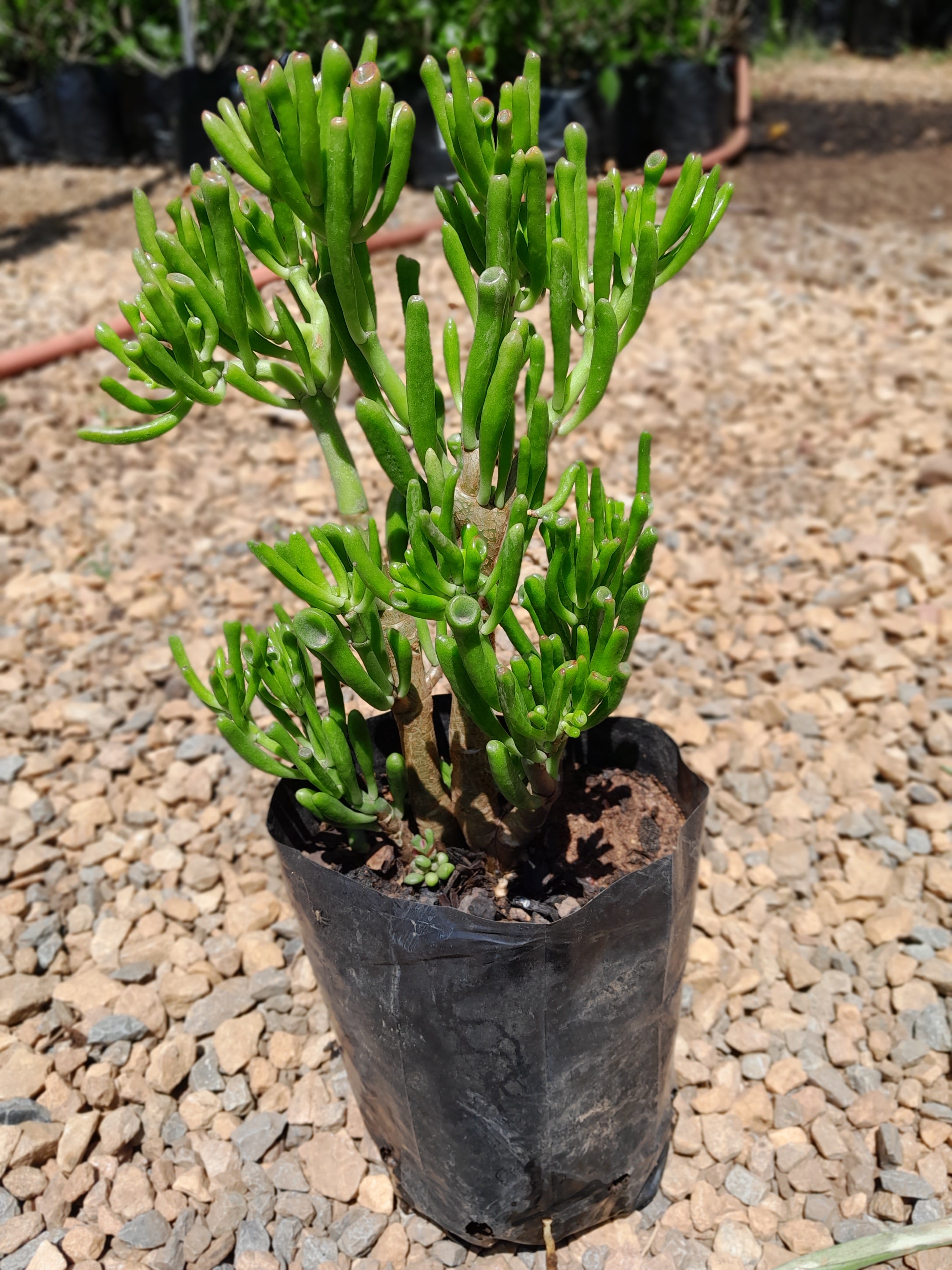 shrek's ear succulent Crassula Ovata 'Gollum'