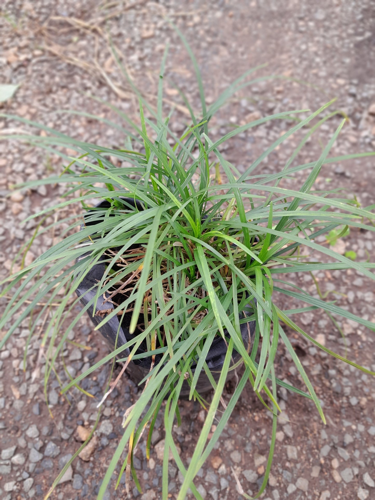 Ophiopogon Japonicas - Tall Mondo