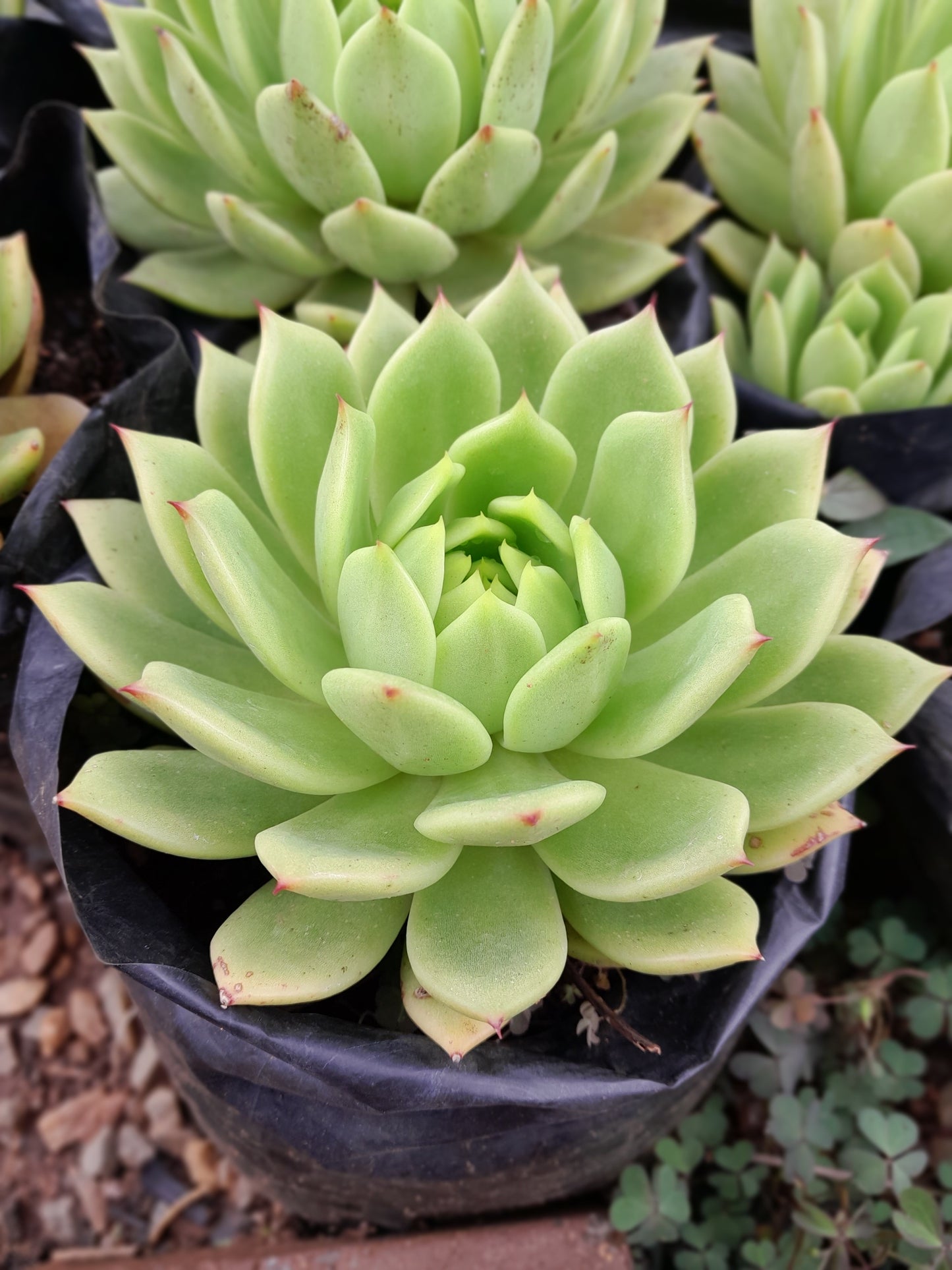 Echeveria Agavoides Green - 2,5L