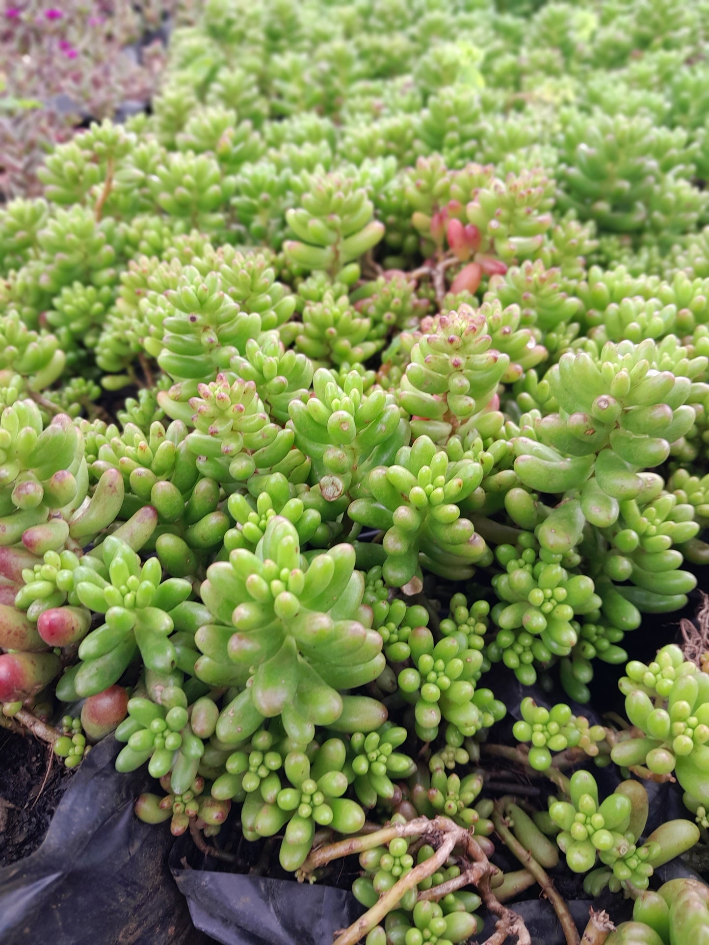 Sedum Rubrotinctum 'Jelly Bean' 3L