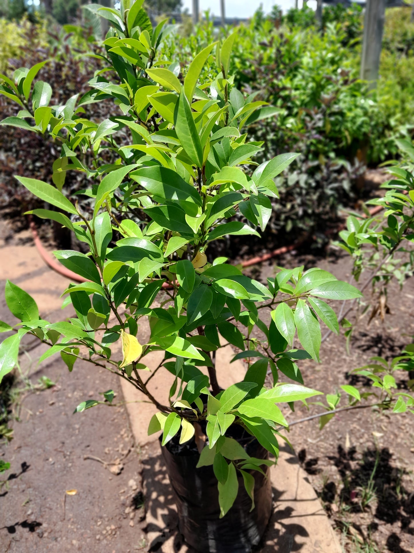 Michelia Fuscata - Port Wine Magnolia 10L