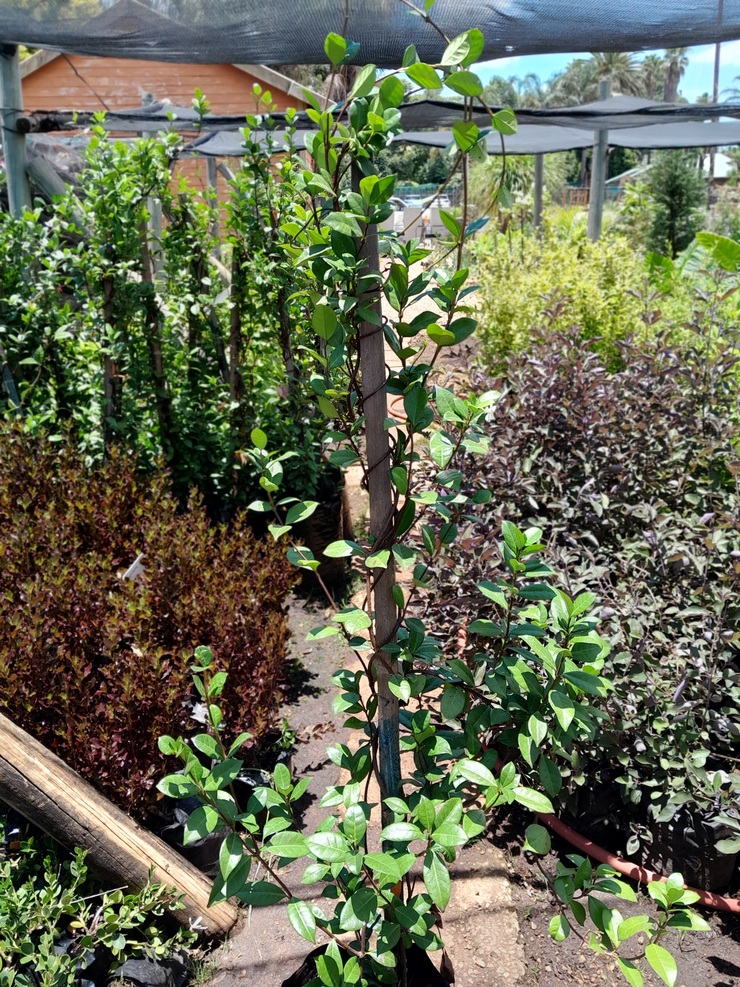 Trachelospermum Jasminoides - Star Jasmine