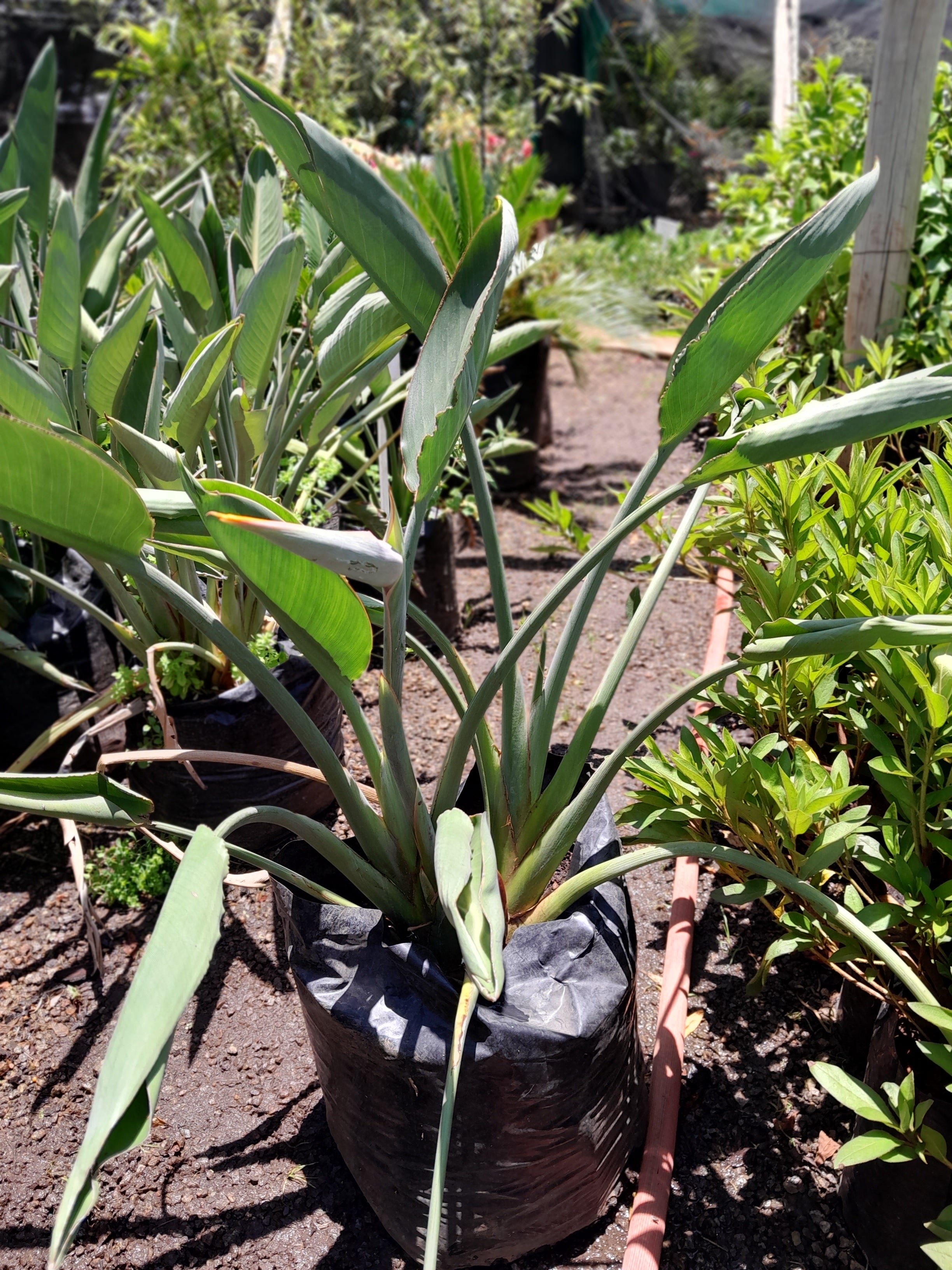 Strelitzia Reginae - Bird of Paradise