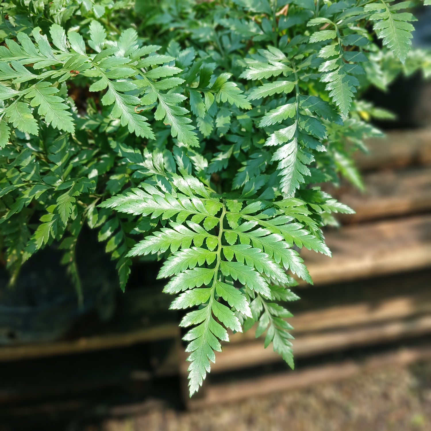 ferns
