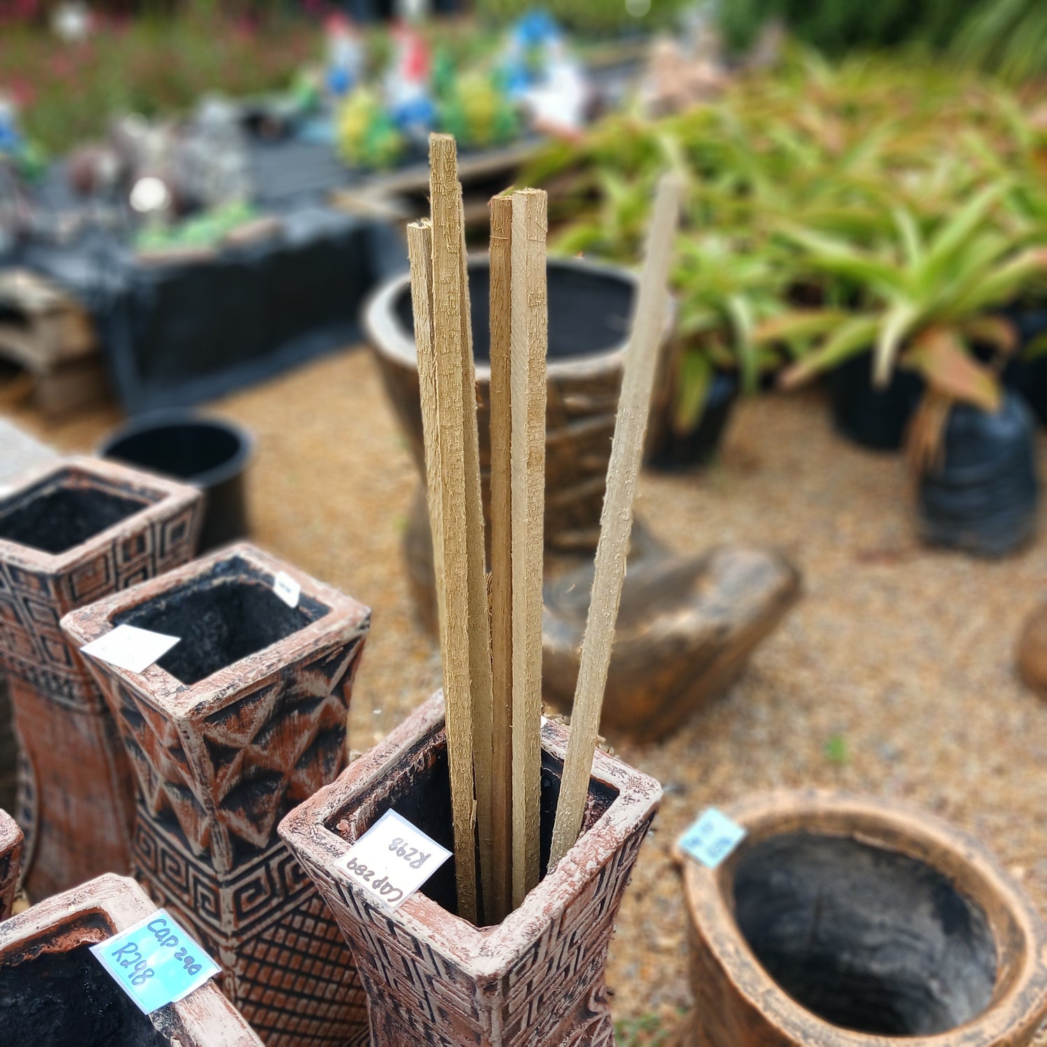 Nursery Stakes