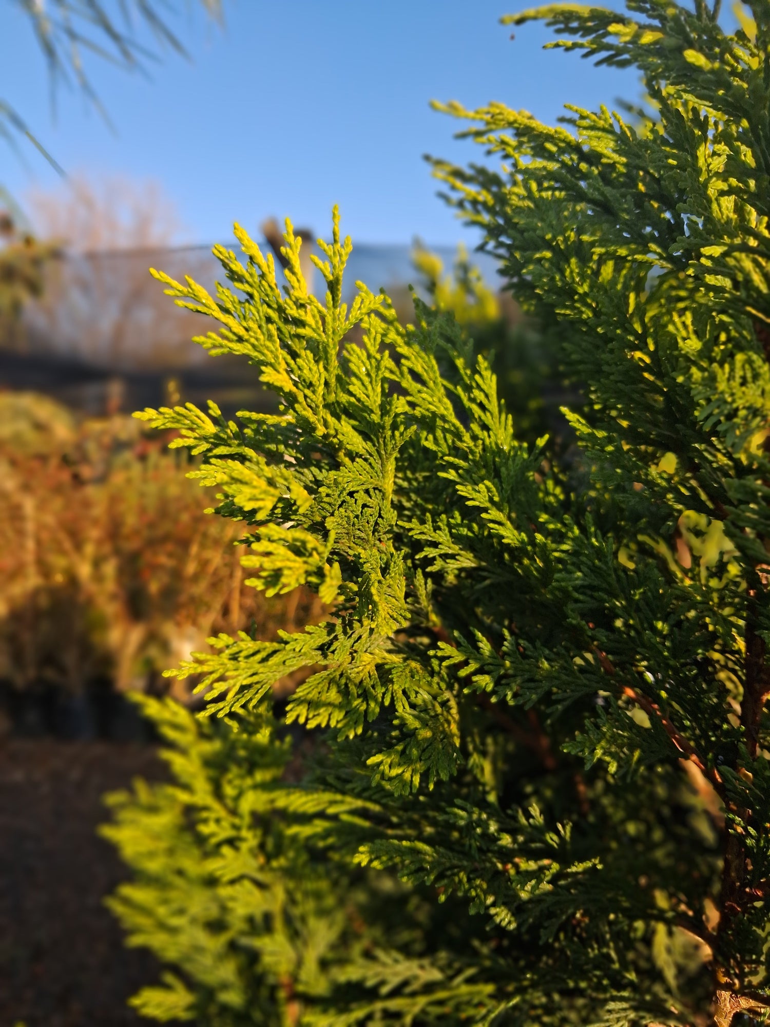 Cupressus-&-Conifer-Trees
