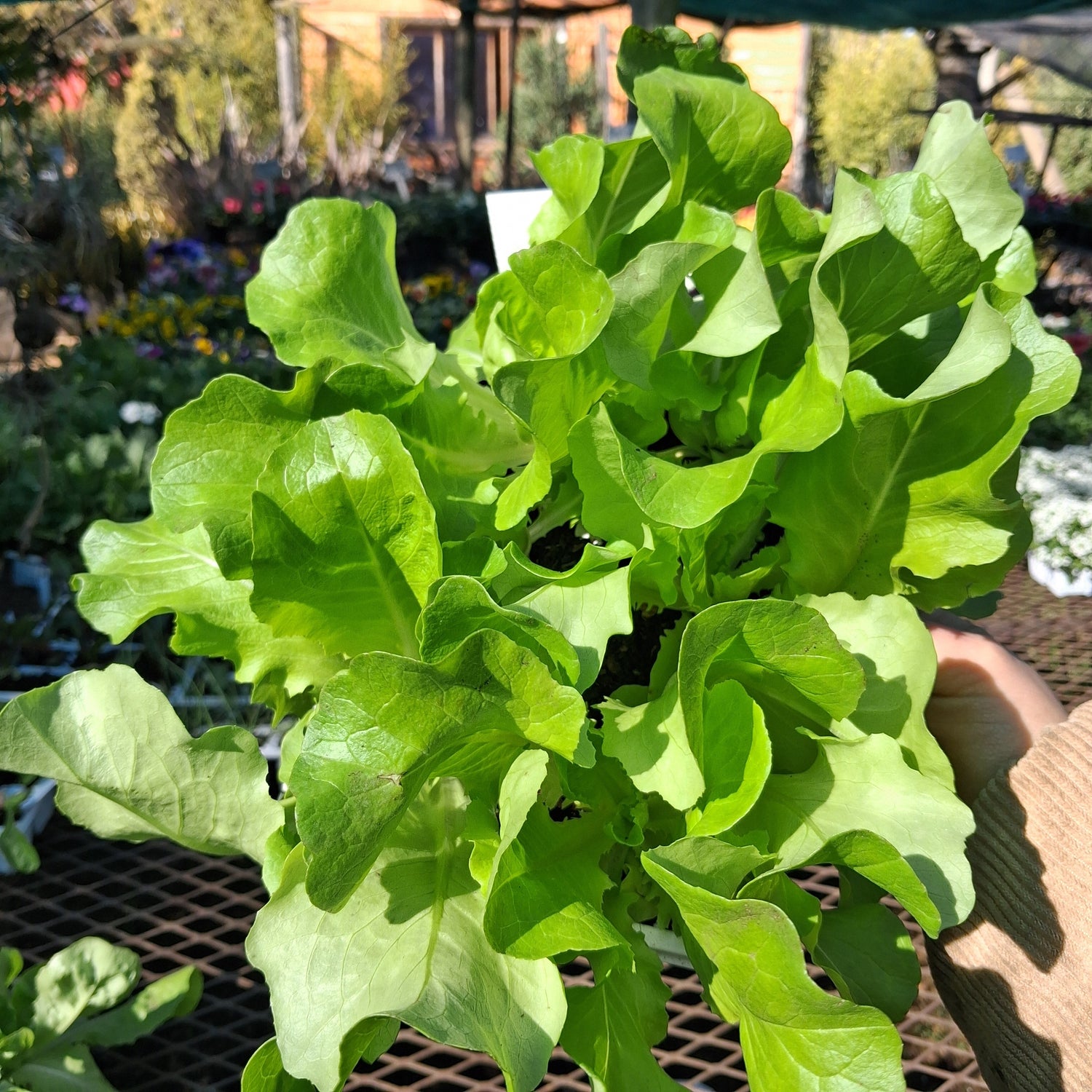 Edible Plants