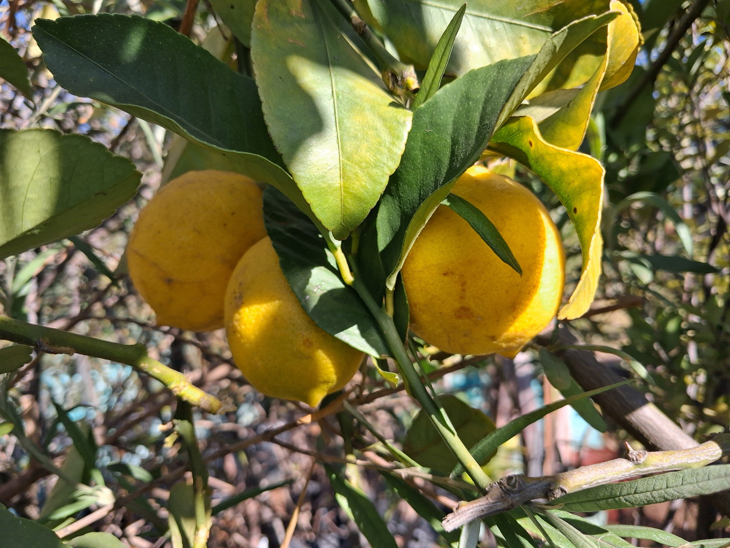 Fruit-trees