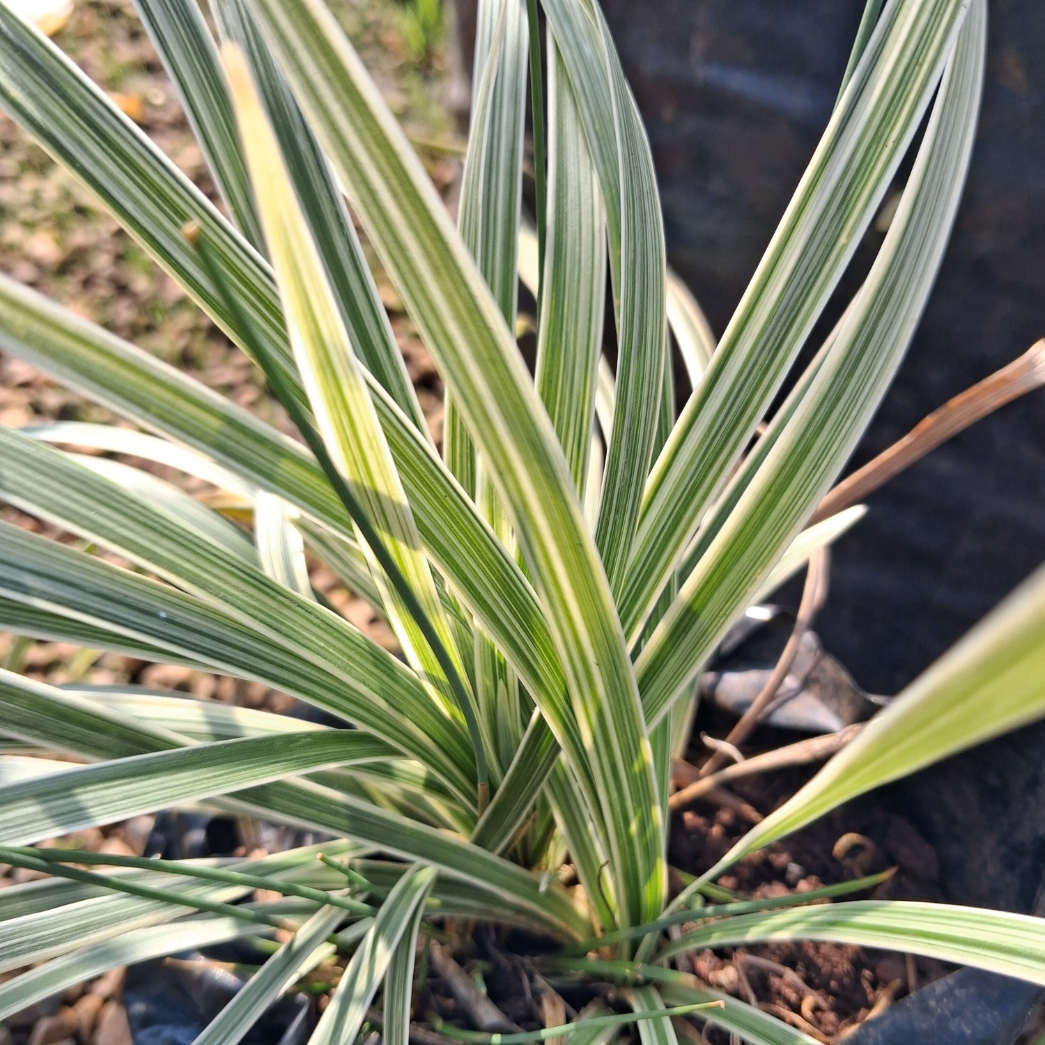 Ornamental-grasses