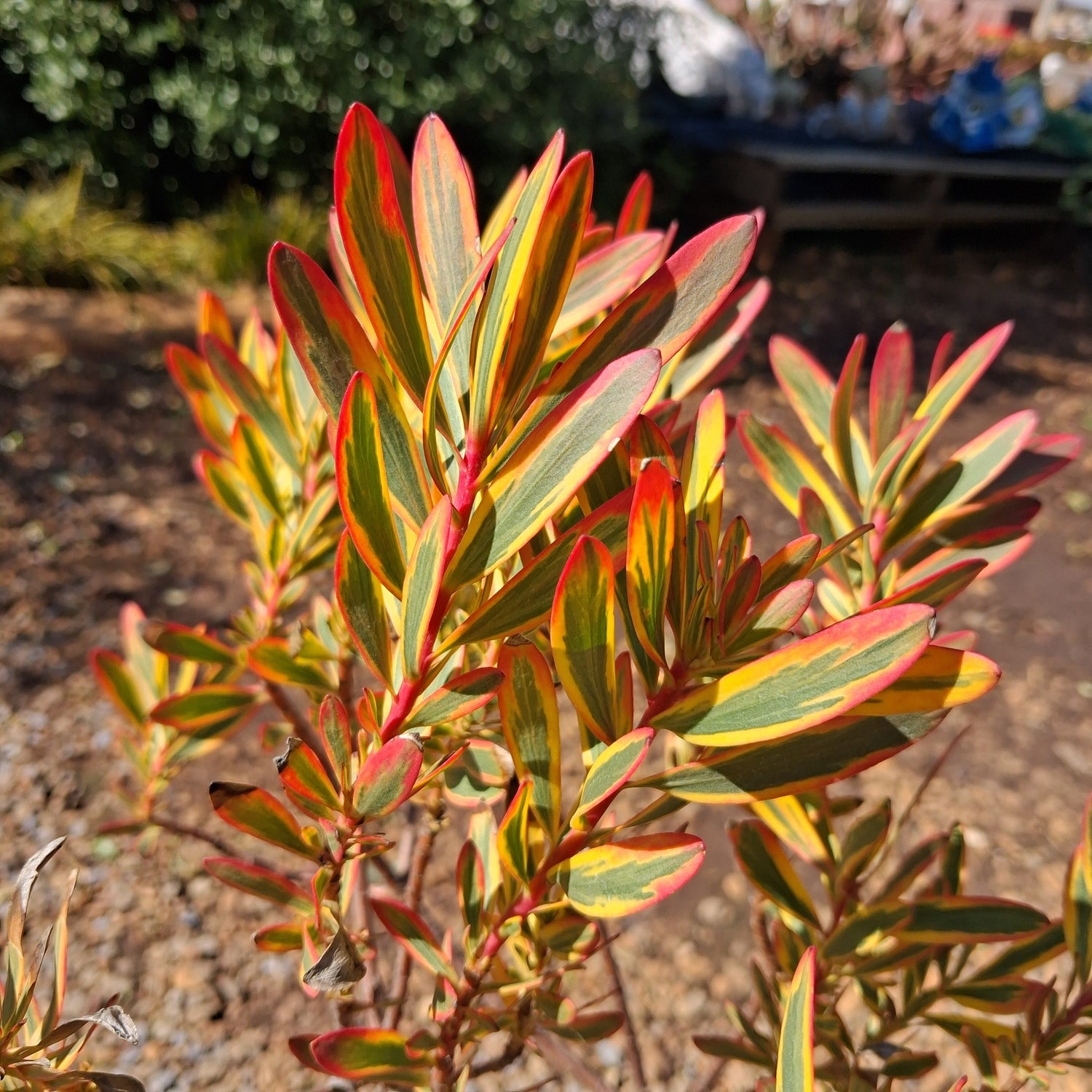 foliage-plants