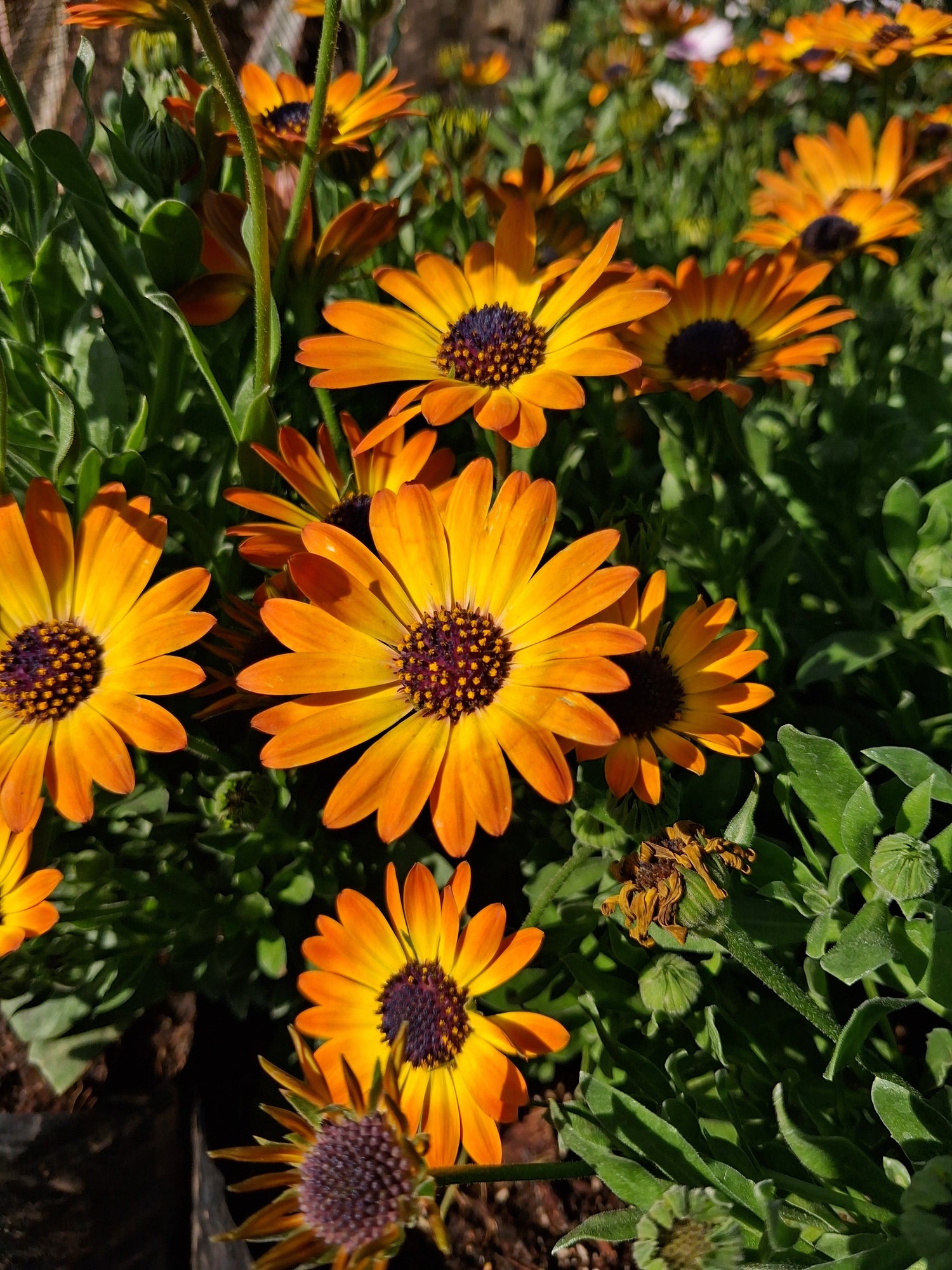 Garden-&-Flowering-Plants