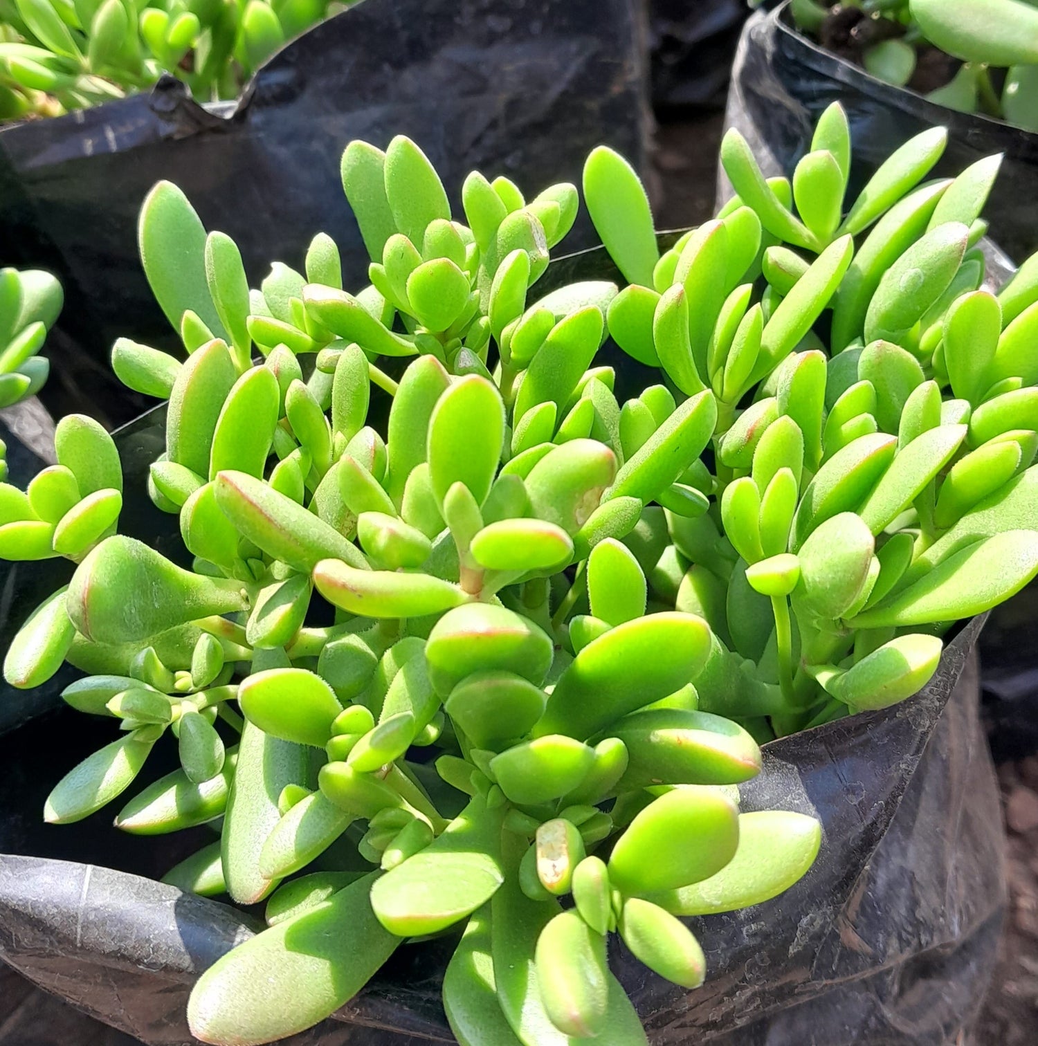 Stonecrop (Sedums)