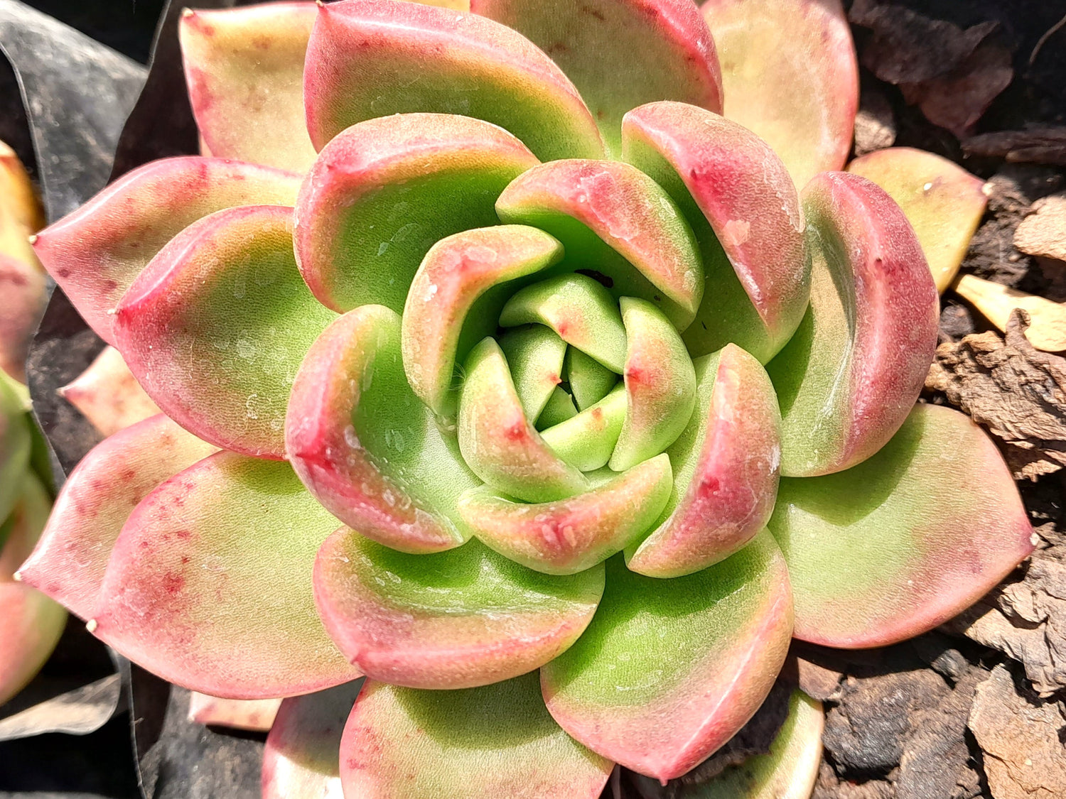 Echeverias