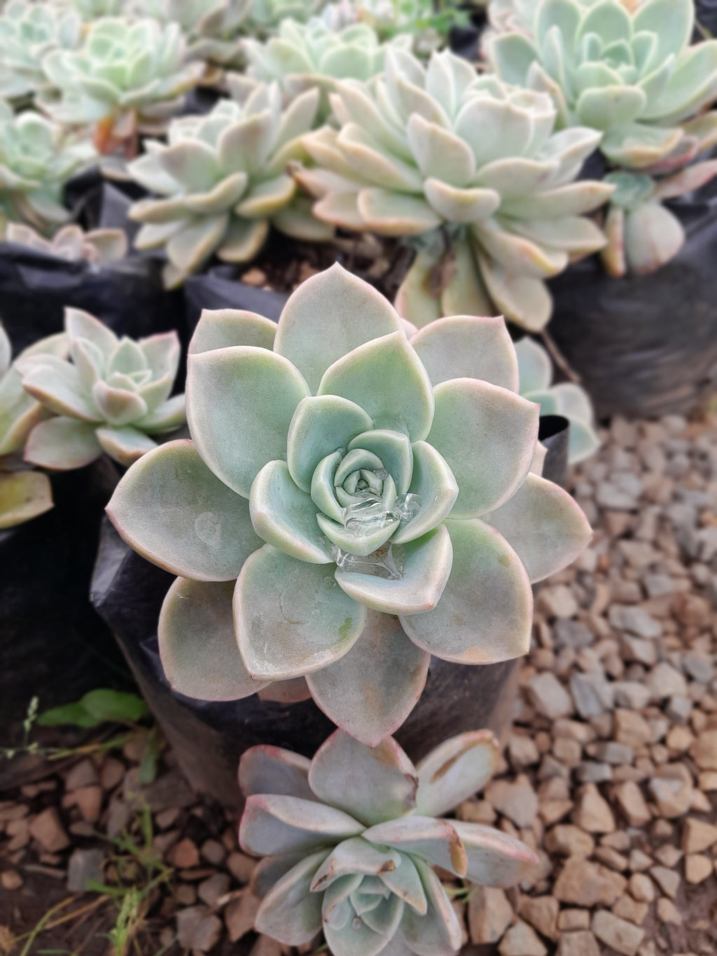 Echeveria Subsessilis 2,5L