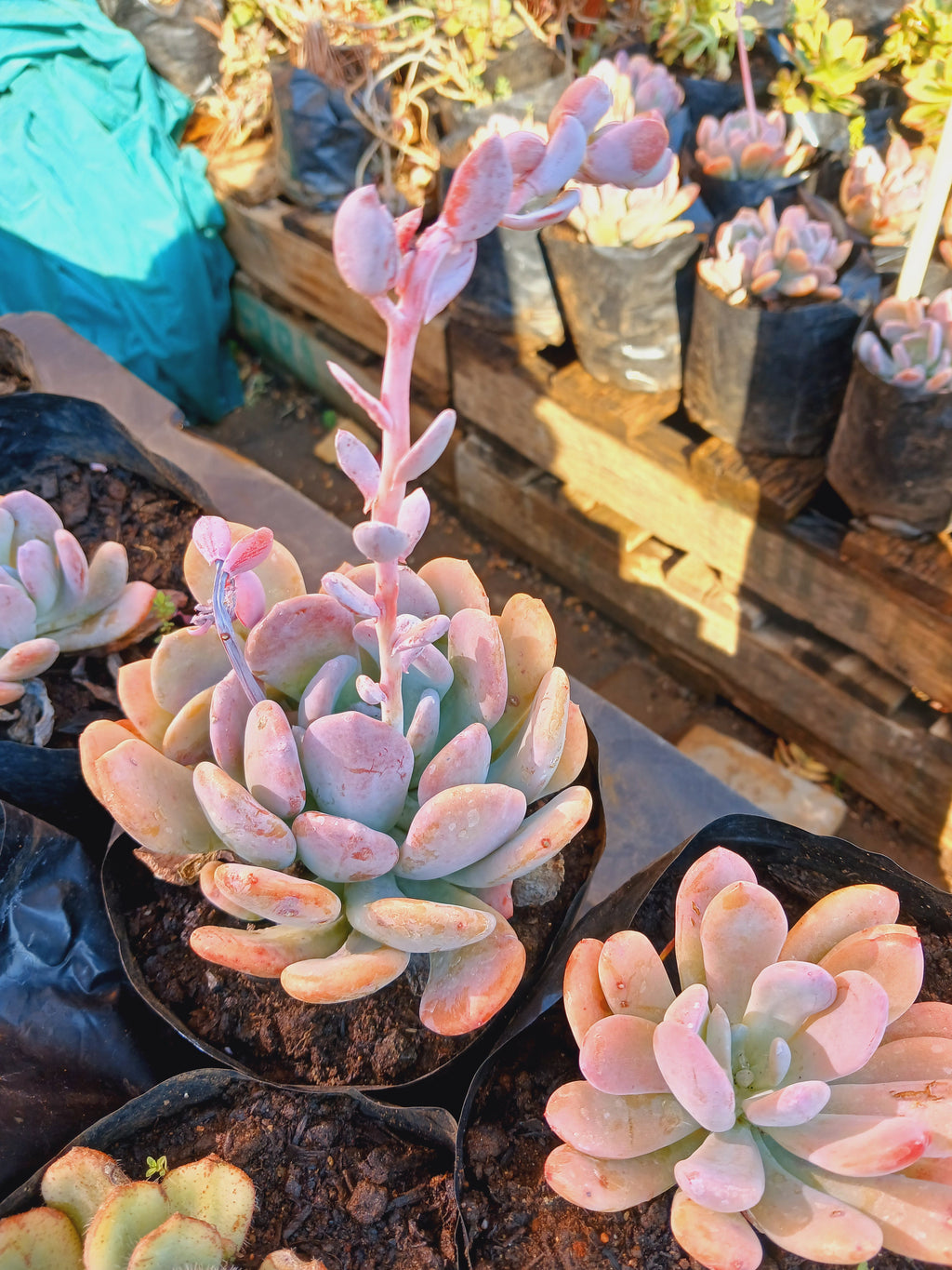 Pachyphytum ‘Blue Haze’ - 4L