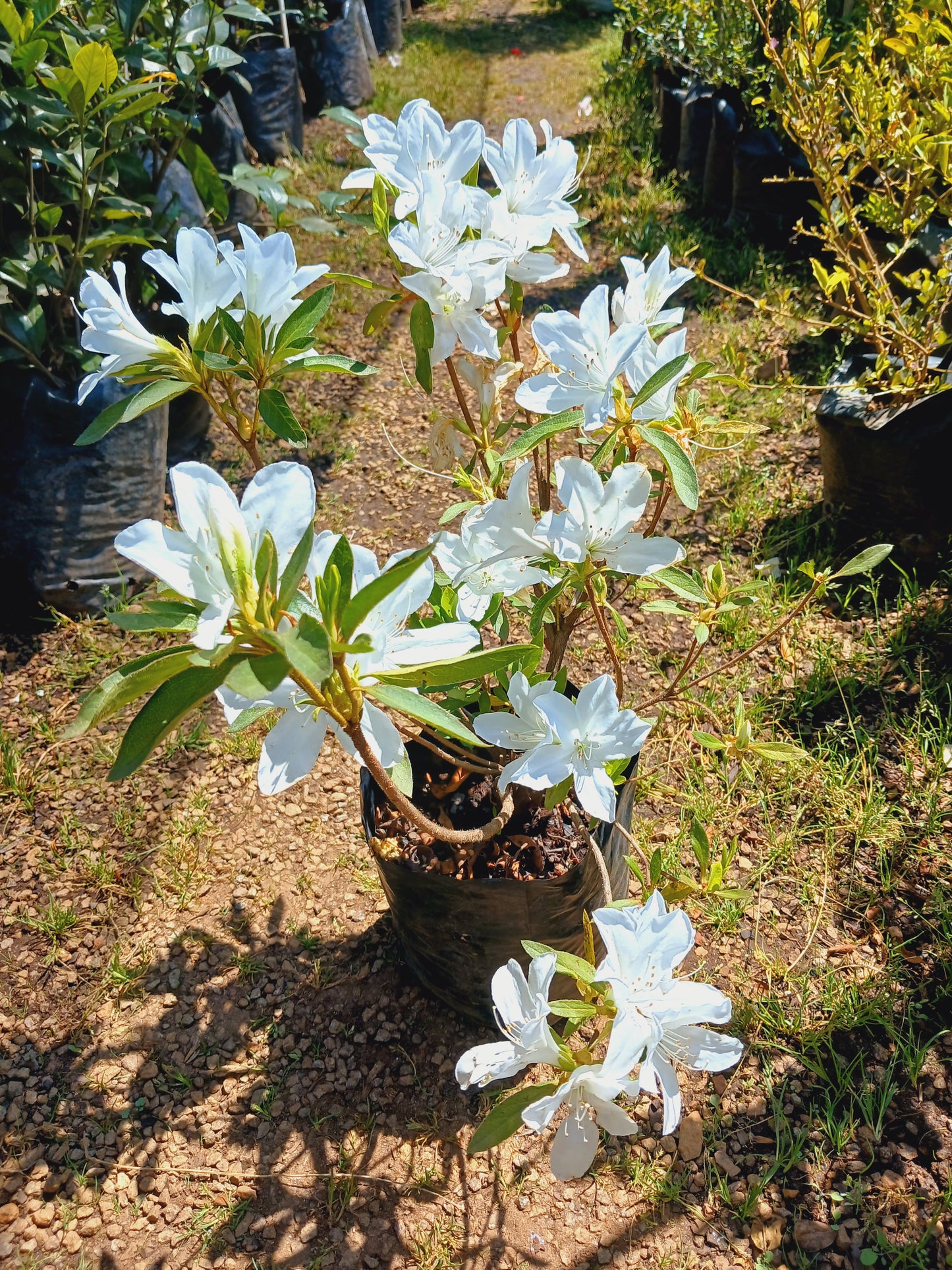 Azalea Alba (White) 10L