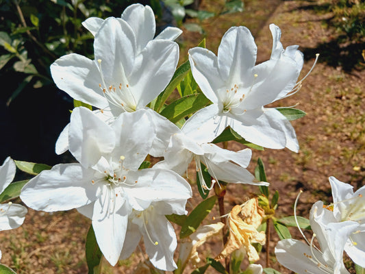 Azalea Alba (White) 10L