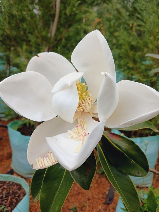 Magnolia 'Little Gem' 100L